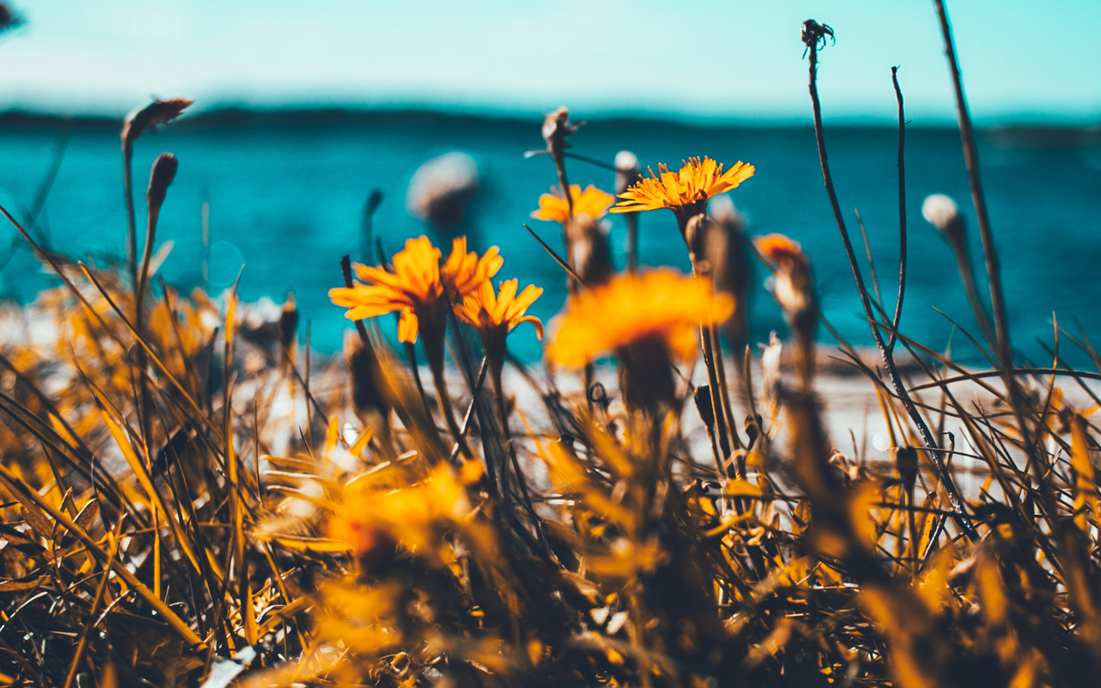cute summer, yellow flowers, vibrant orange dandelions, 4K Desktop Wallpaper