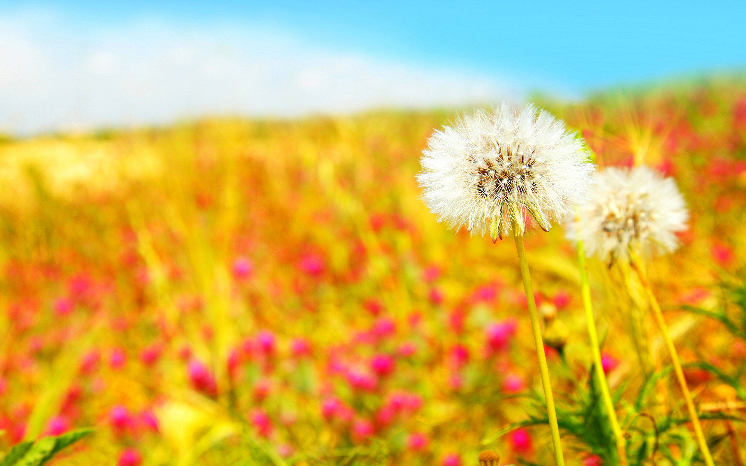 dandelion clocks, vibrant field of yellow and pink wildflowers, clear blue sky, 2K Desktop Wallpaper