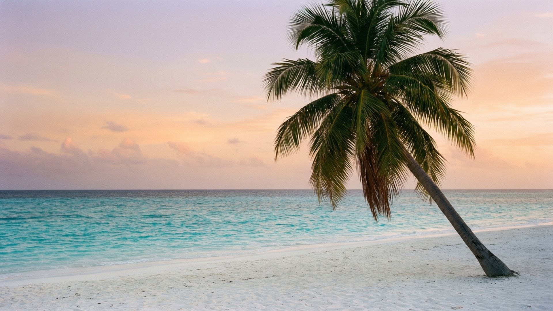 tropical sunset beach, palm tree, white sand, Full HD Desktop Wallpaper