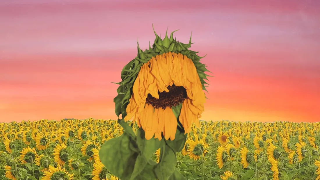 Cute Sunflower