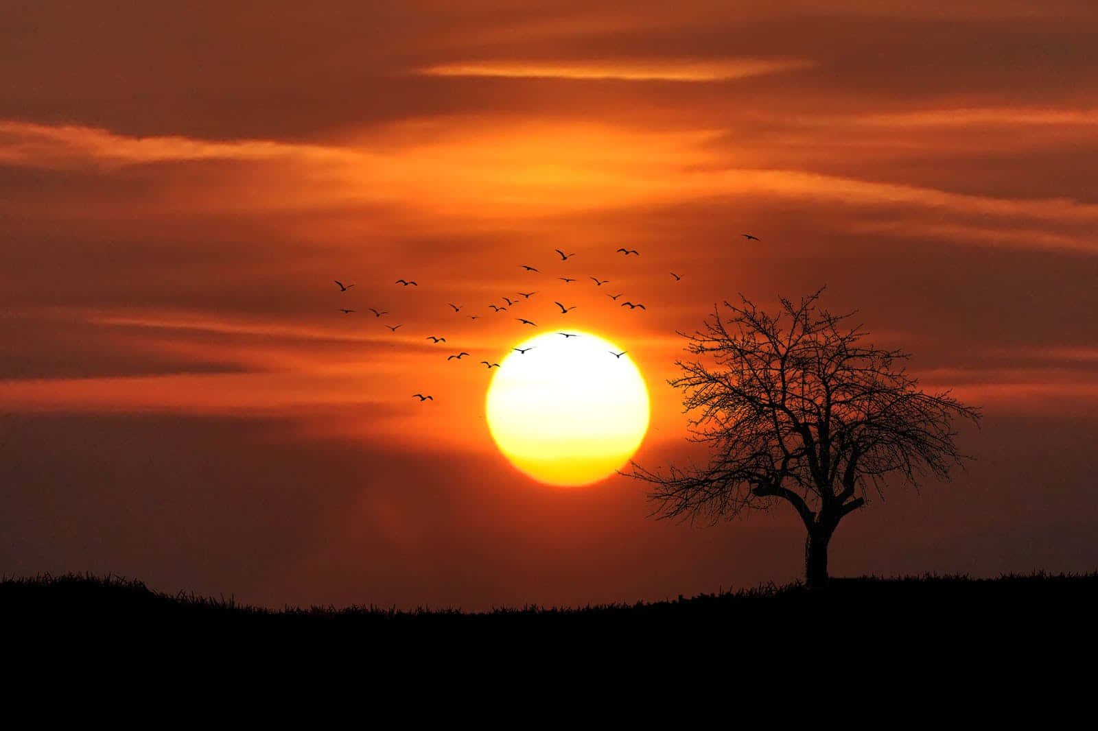 cute sunset, fiery orange sunset, bare tree, HD Desktop Wallpaper