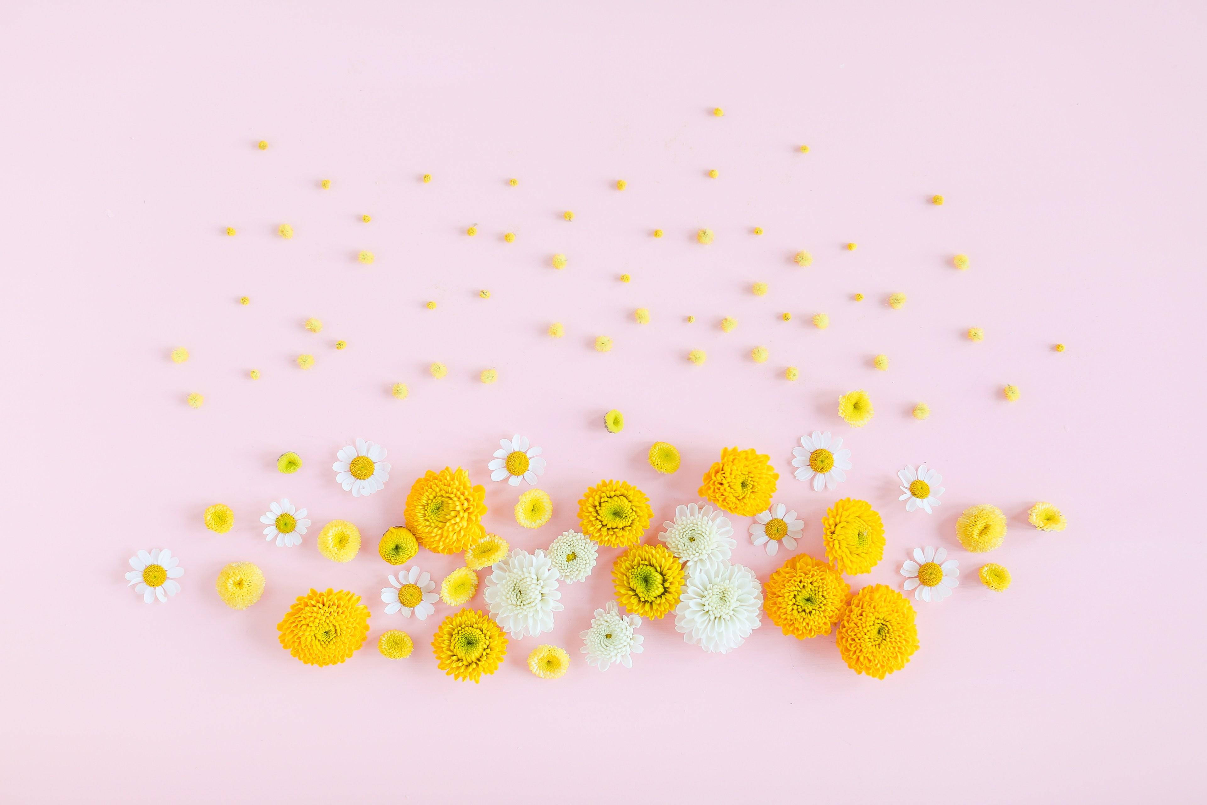 yellow and white chrysanthemums, daisies, soft pink background, 4K Desktop Wallpaper