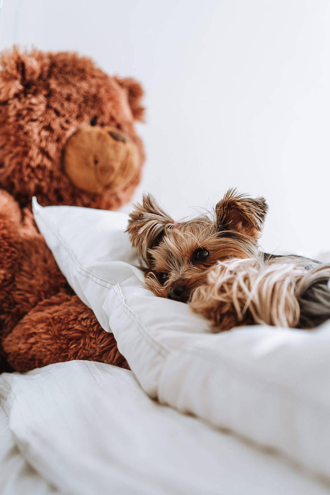 Yorkshire terrier, white bedding, large brown teddy bear, HD Phone Wallpaper