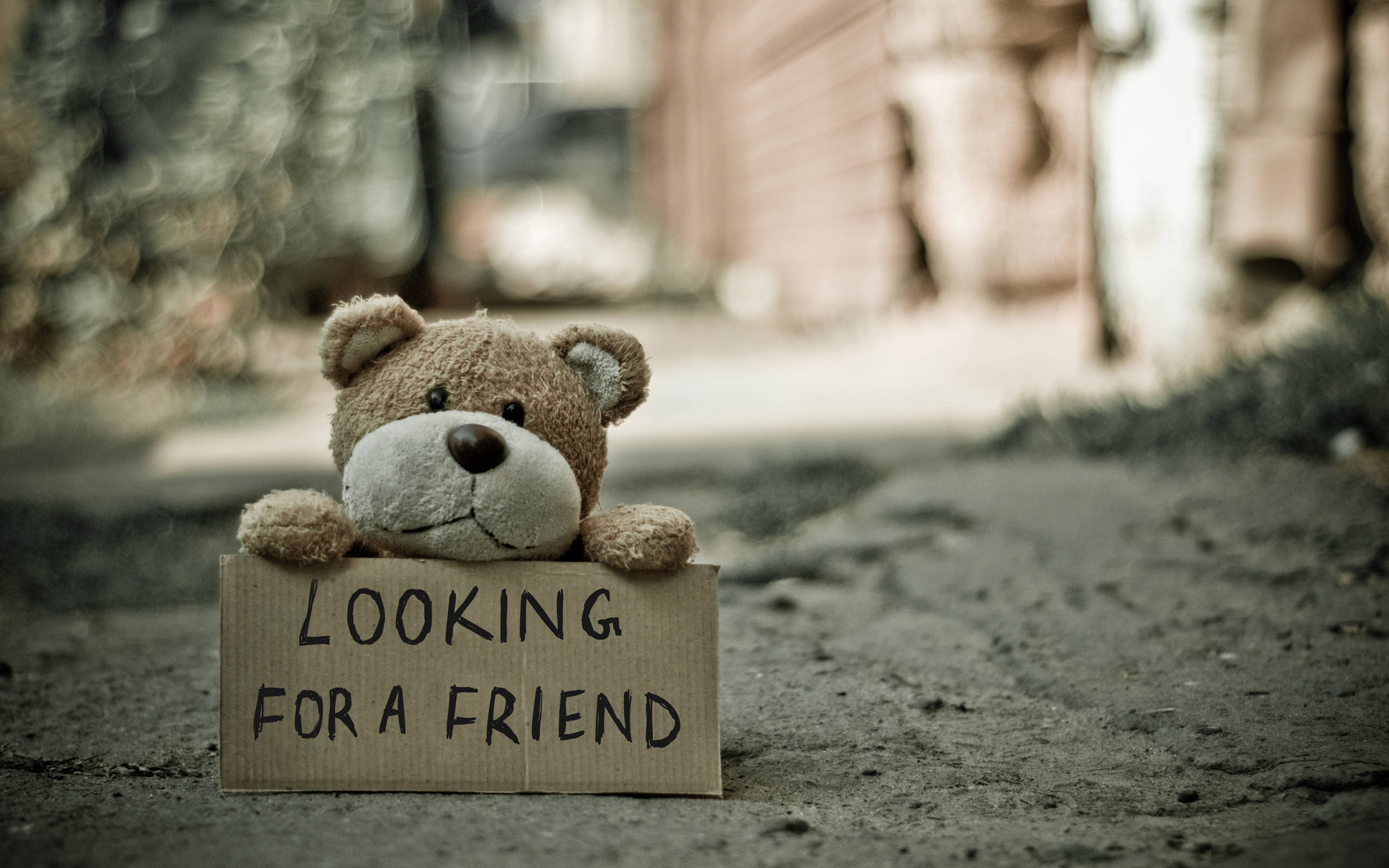 cute teddy bear, LOOKING FOR A FRIEND, cardboard sign, 4K Desktop Wallpaper