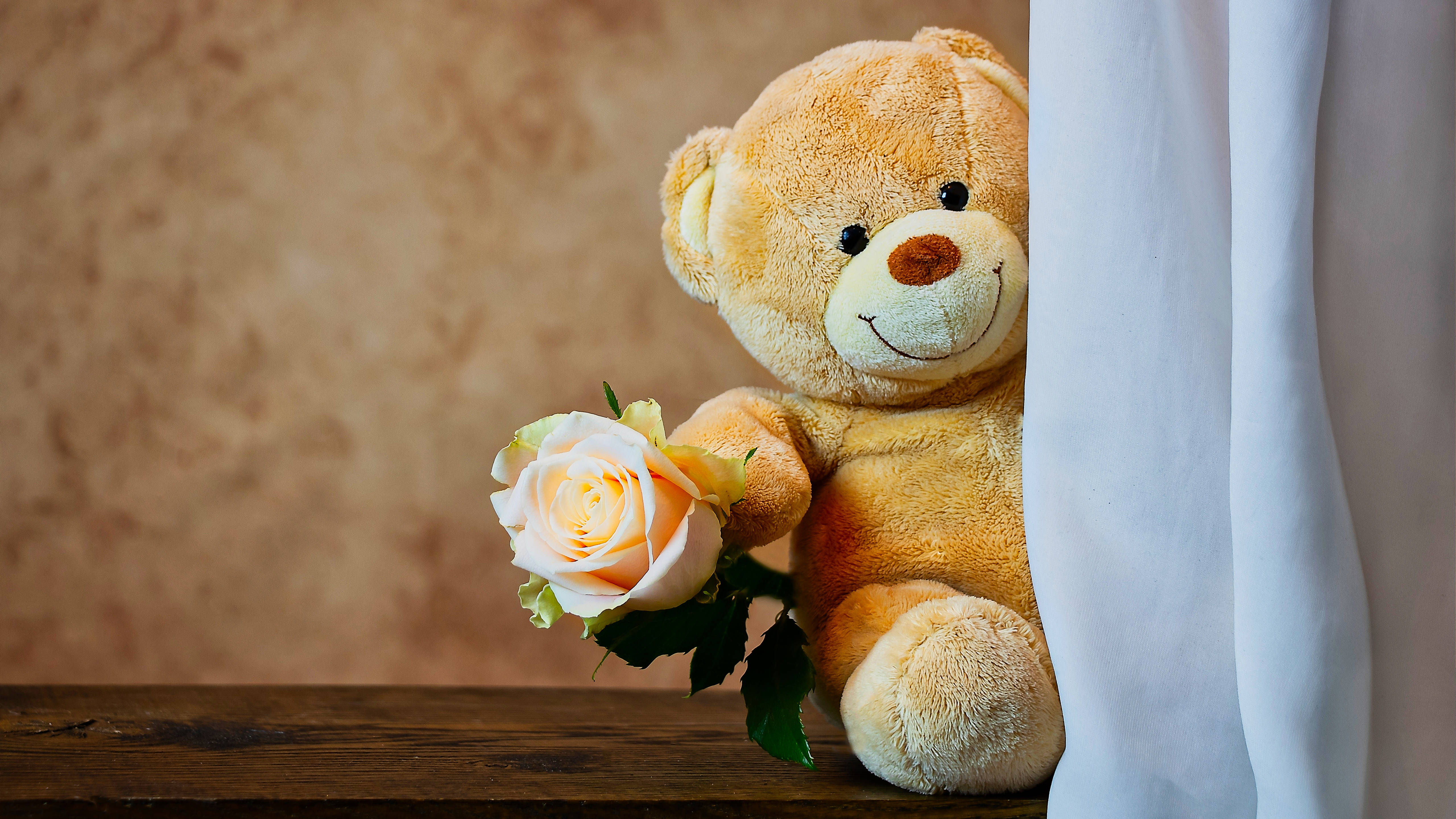 golden teddy bear, white curtain, peach rose, 5K Desktop Wallpaper