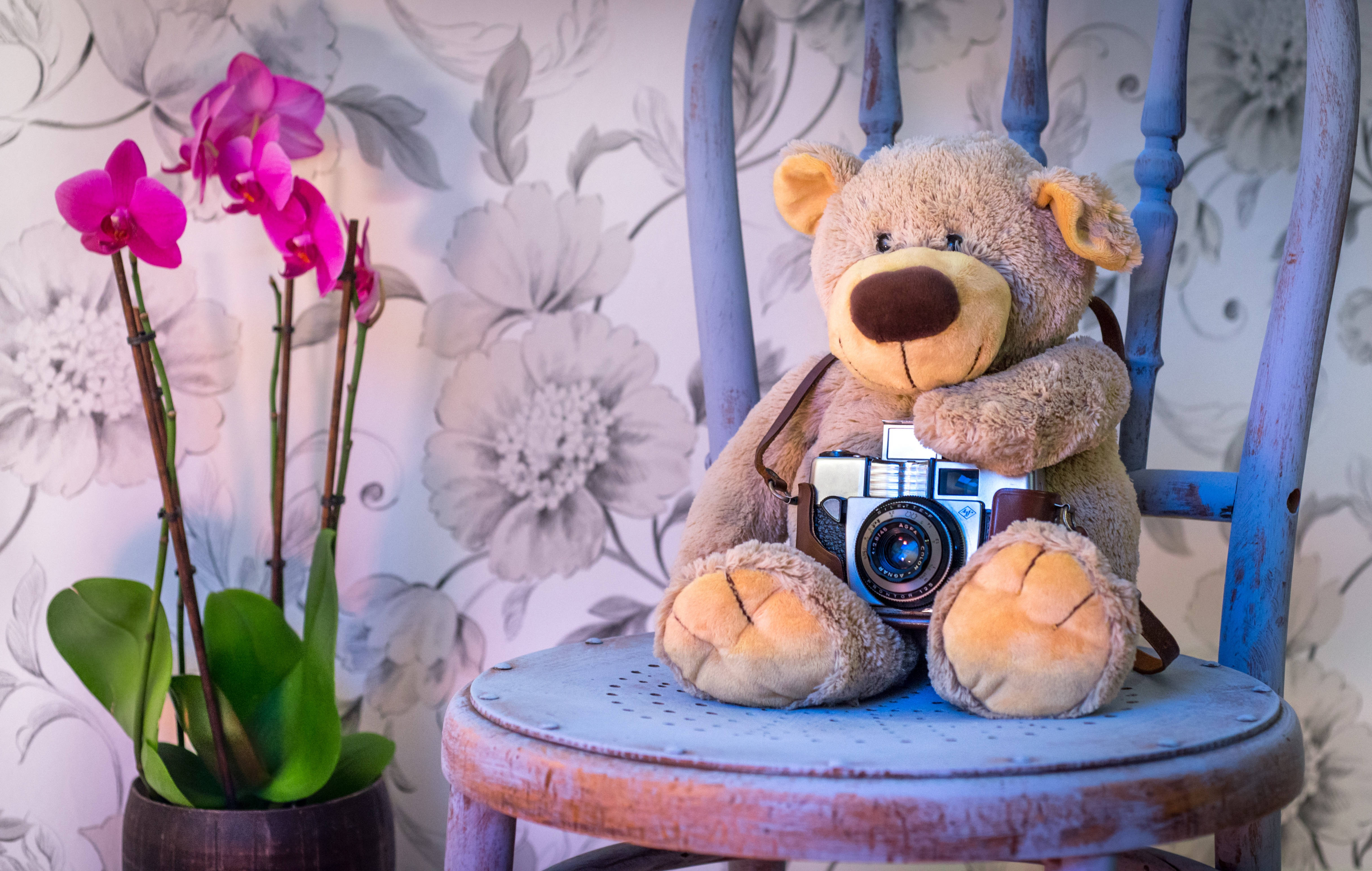 Cute Teddy Bear, vintage camera, weathered blue chair, 4K Desktop Wallpaper