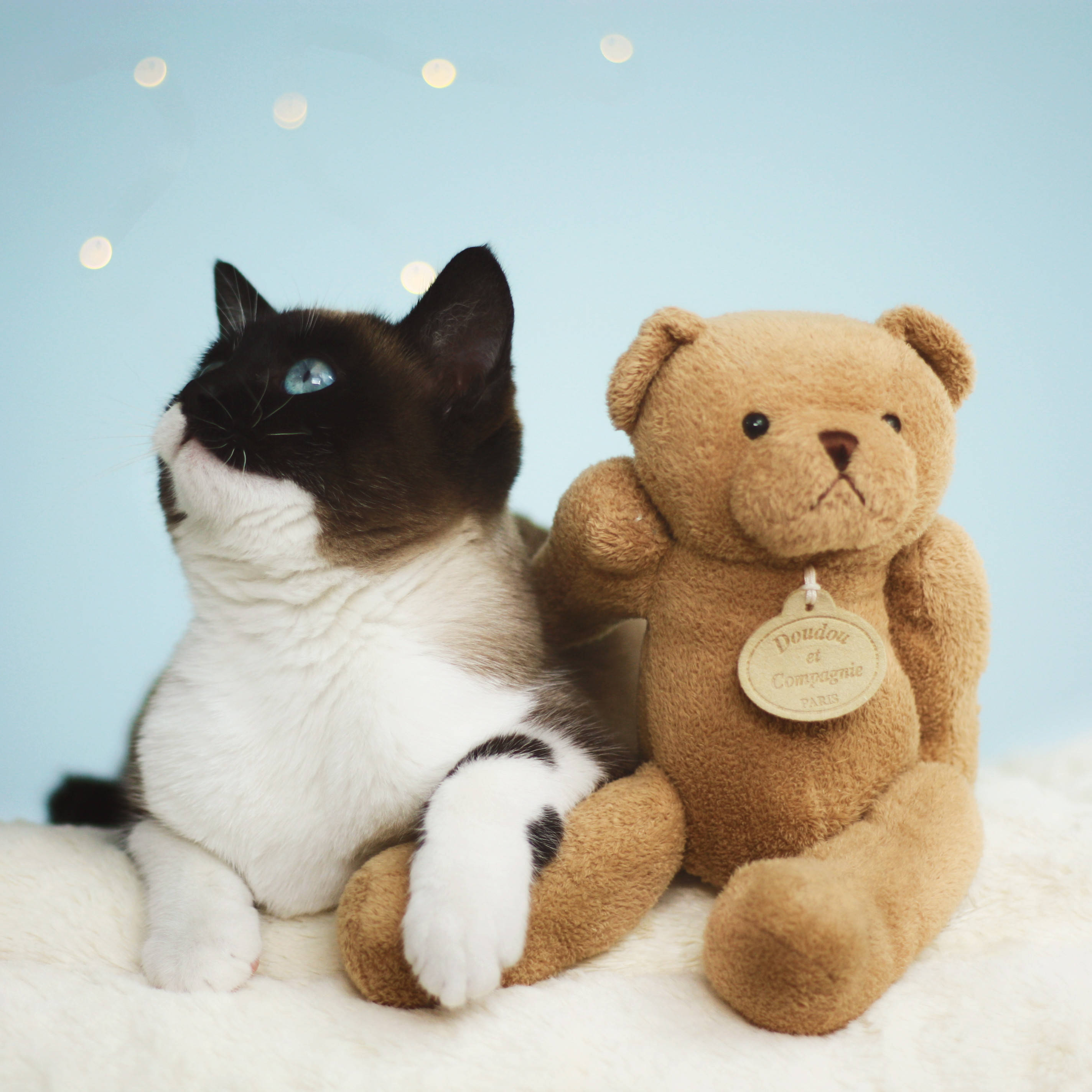 Siamese cat, blue eyes, brown teddy bear, 2K Phone Wallpaper