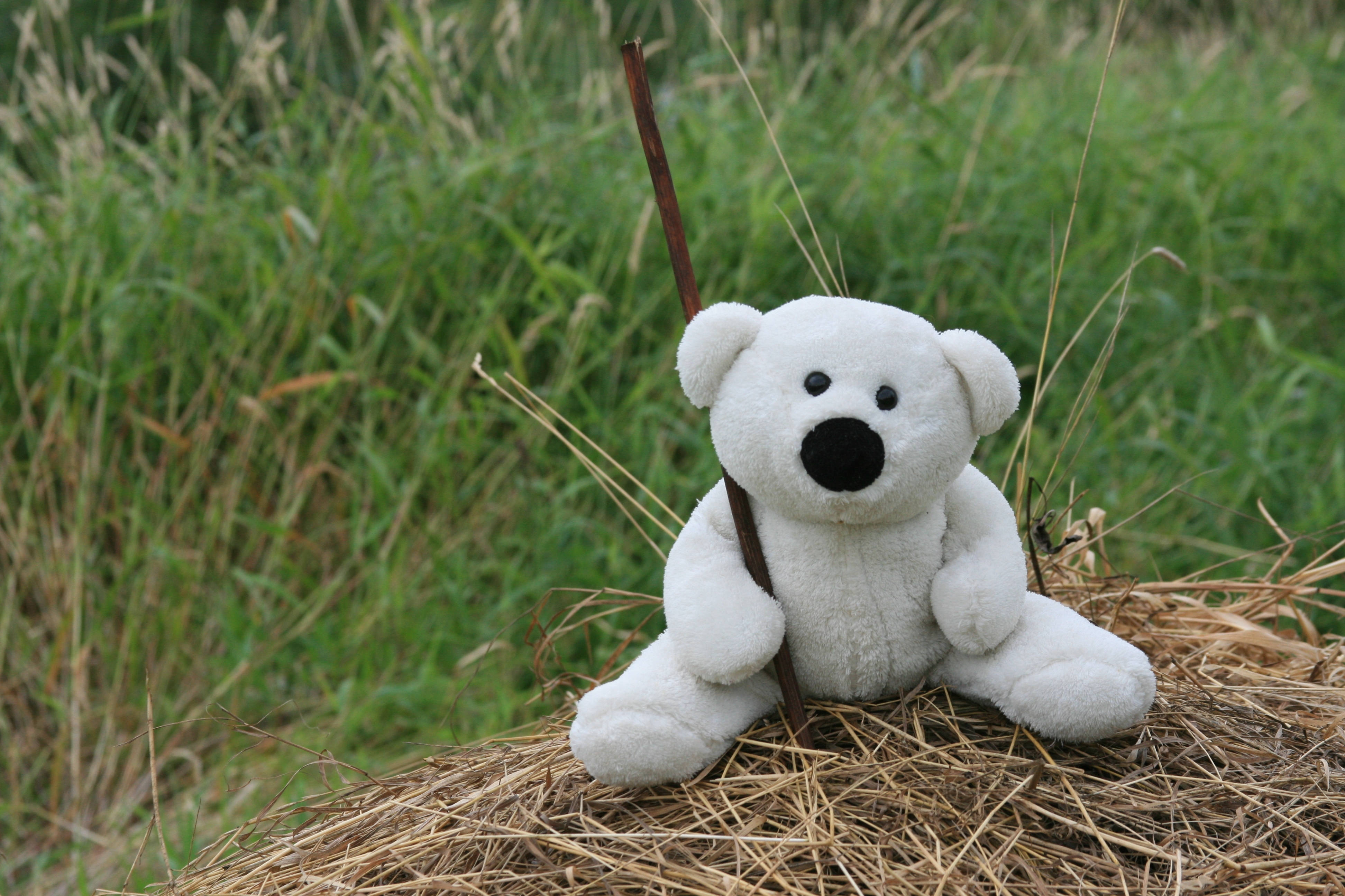 white plush teddy bear, pile of dry straw, grassy field, 4K Desktop Wallpaper