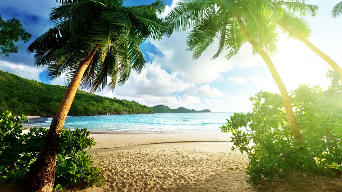 Cute Tropical