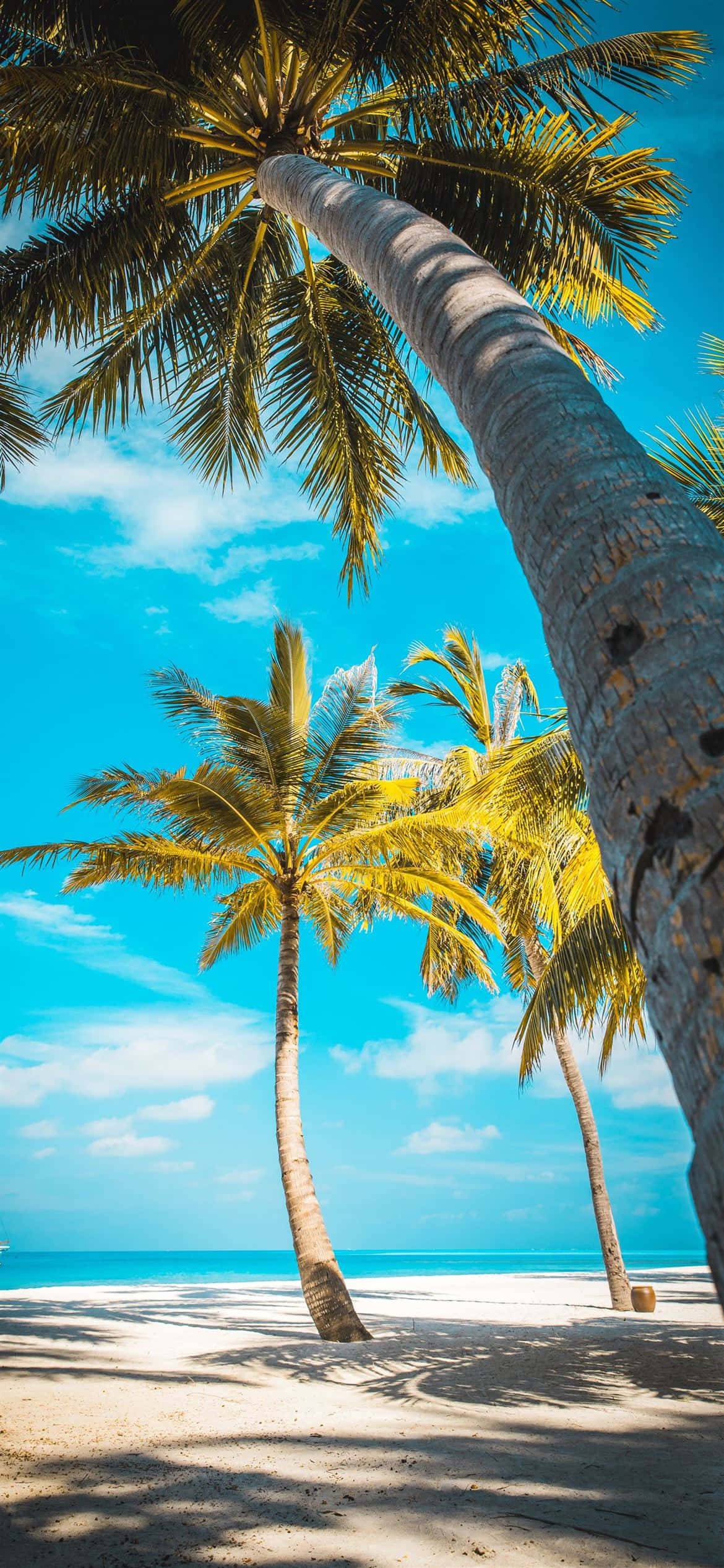 palm trees, white sand, vibrant blue sky, Full HD Phone Wallpaper