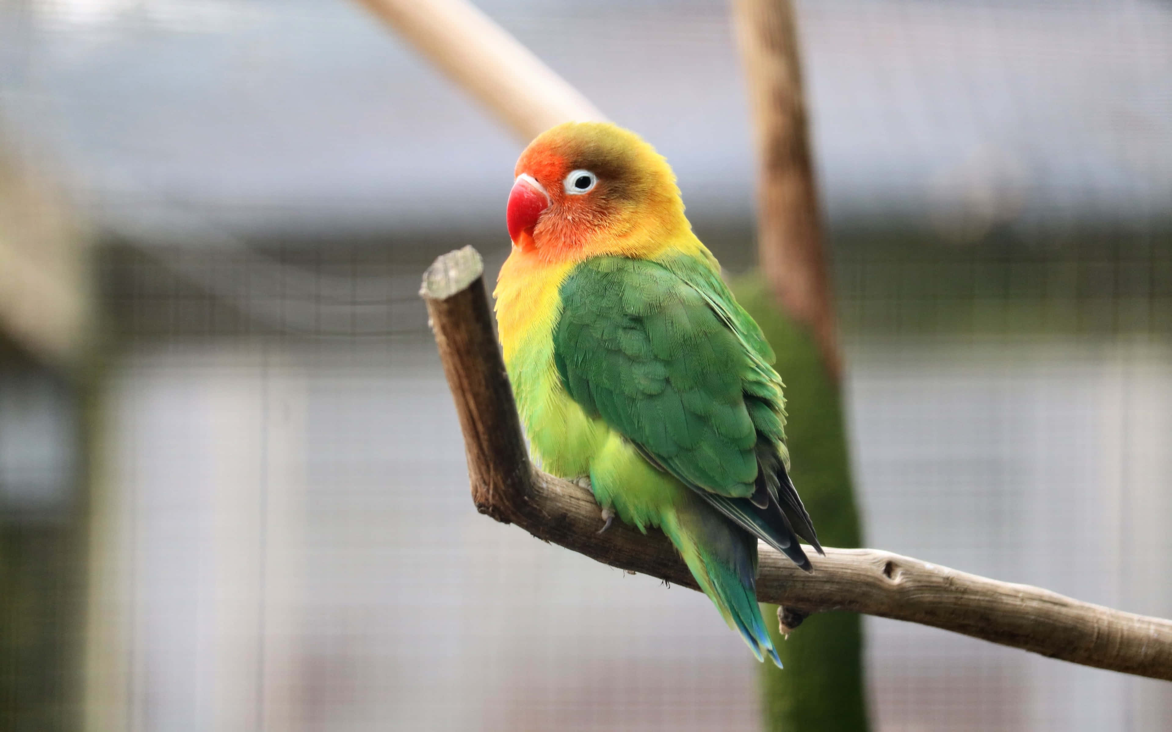 green and yellow bird, lovebird, wooden branch, 4K Desktop Wallpaper