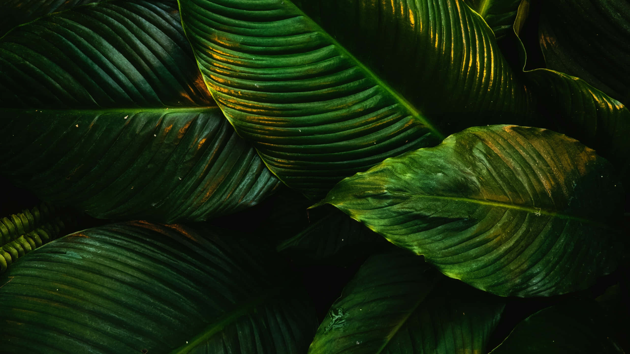 cute tropical, tropical leaves, deep green veins, 2K Desktop Wallpaper