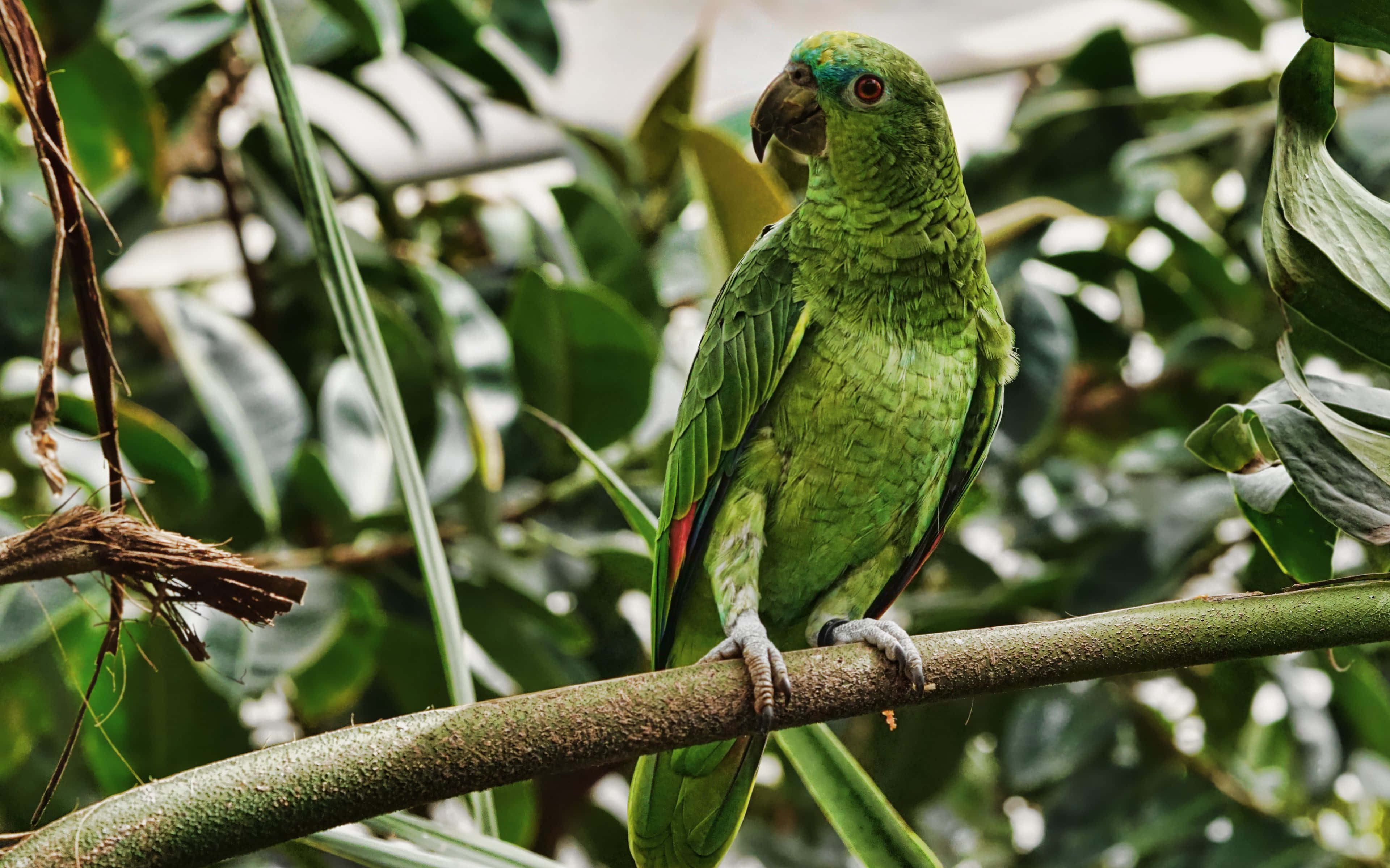 vibrant green parrot, blue crown, branch, 4K Desktop Wallpaper
