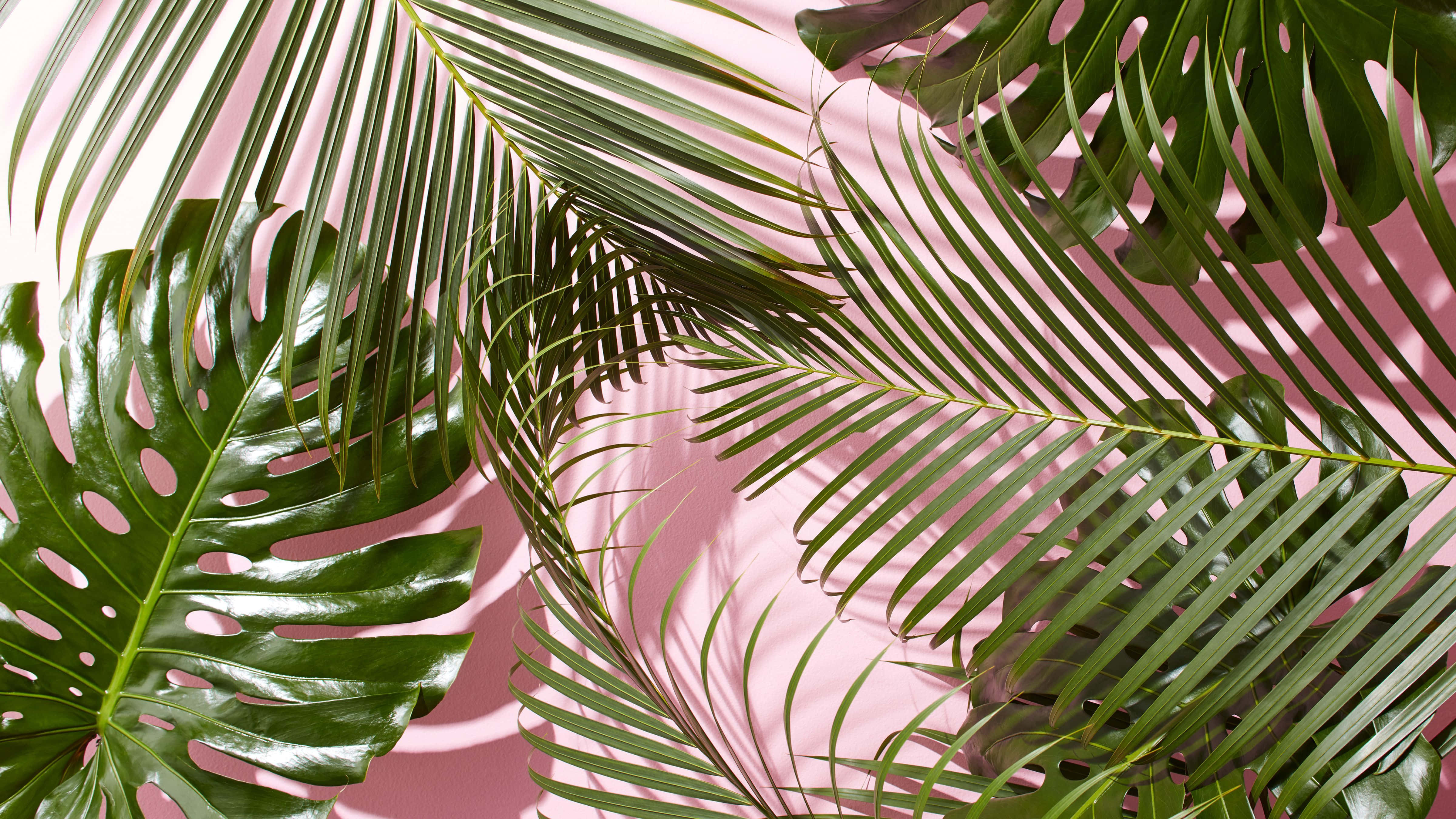 Cute Tropical, tropical leaves, glossy textures, 4K Desktop Wallpaper