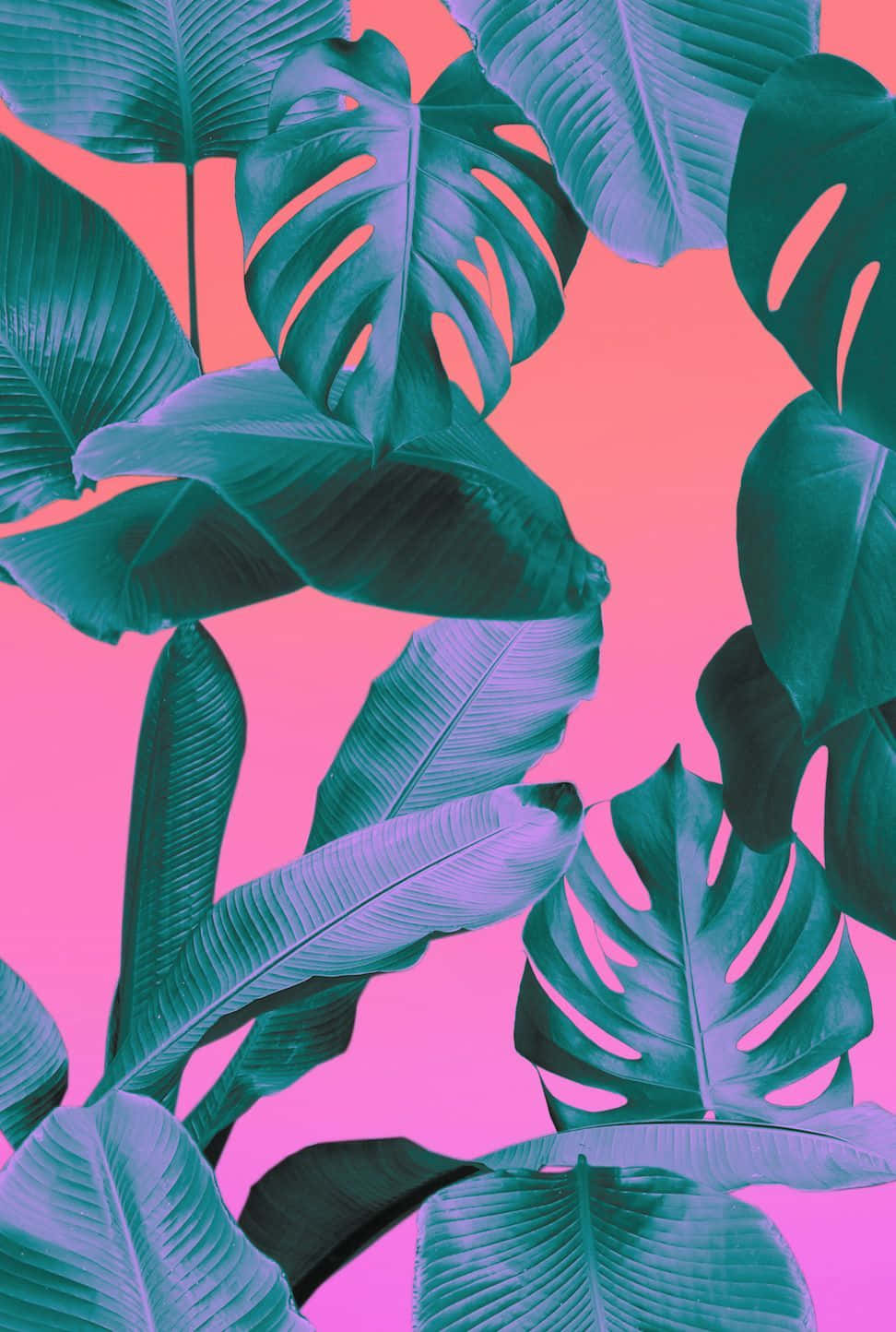 teal, monstera, banana leaves, HD Phone Wallpaper
