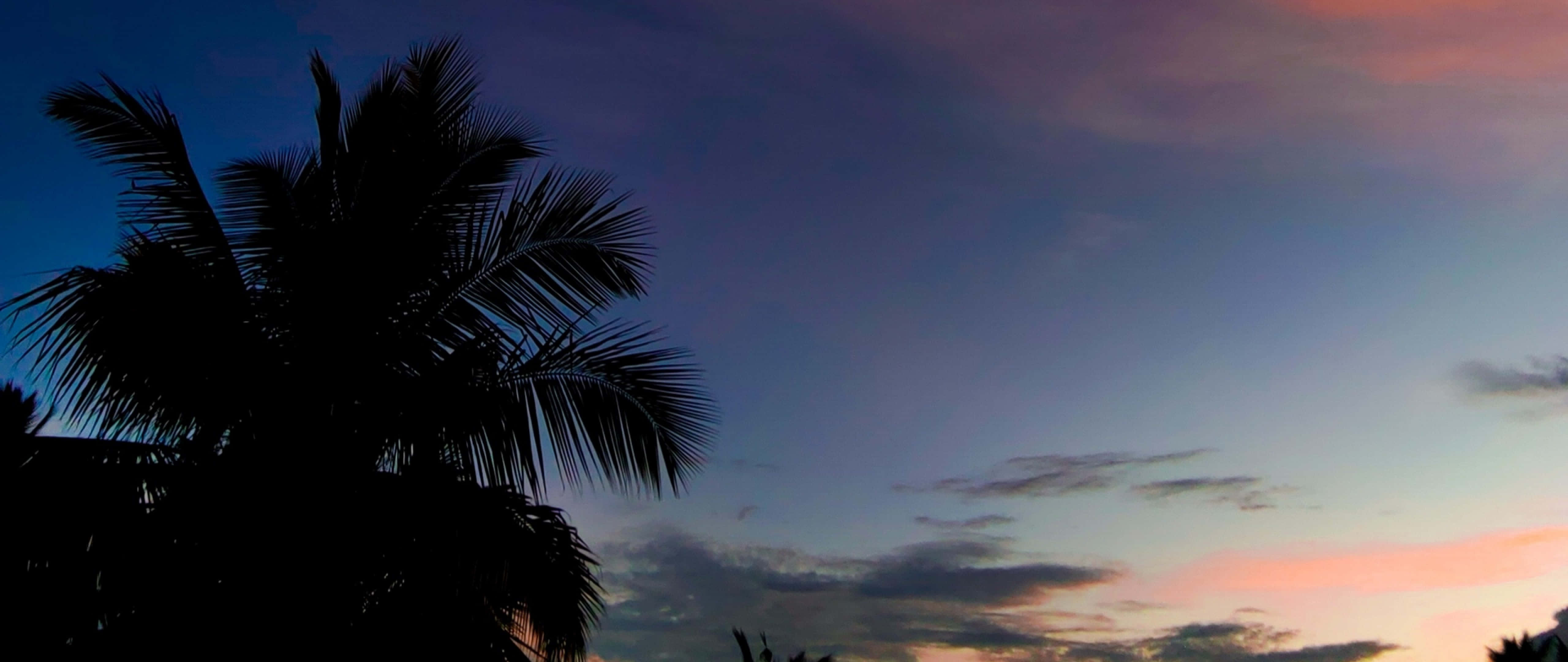 Cute Tropical, palm tree, twilight sky, 5K Desktop Wallpaper