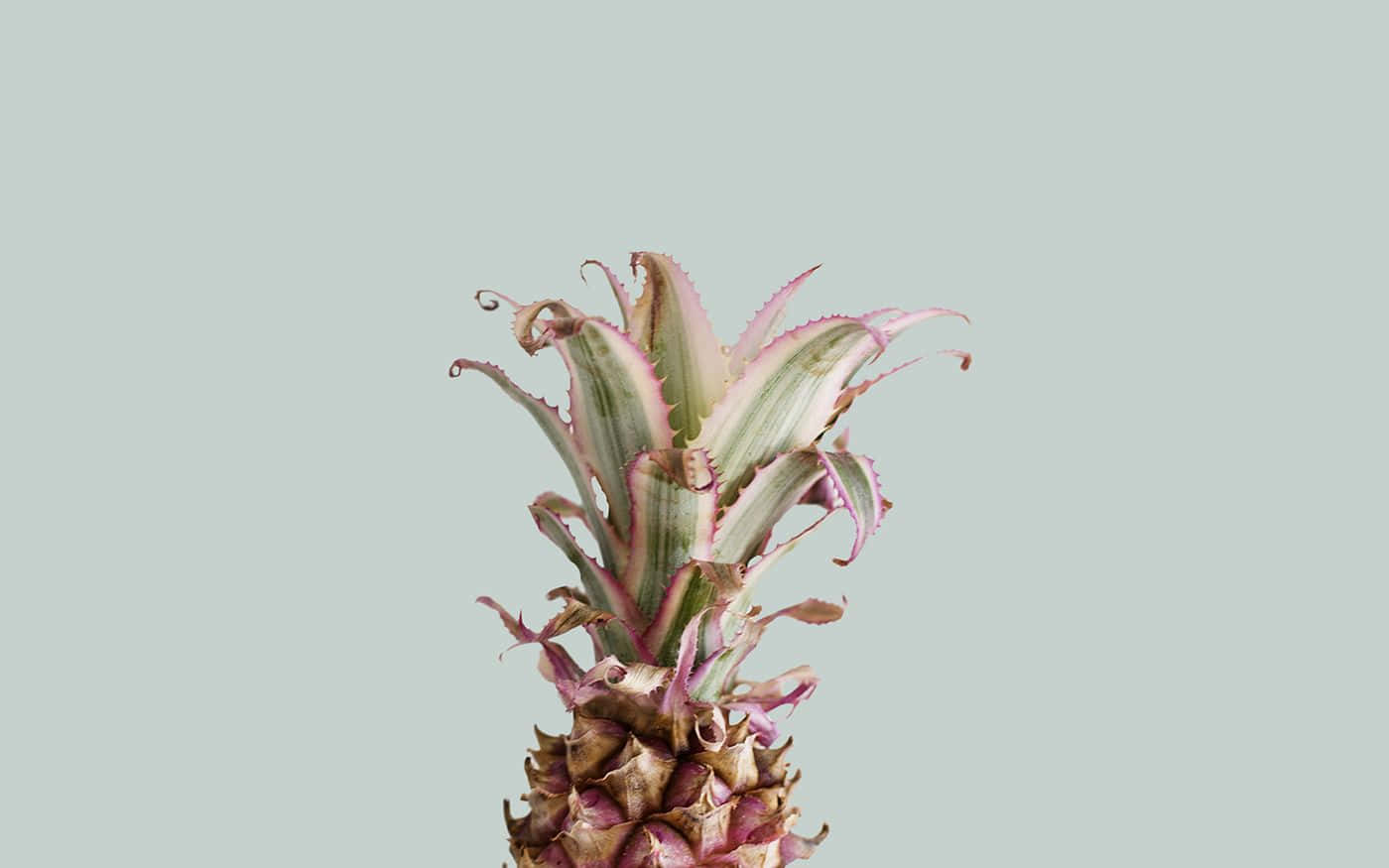 pineapple top, pink-tipped leaves, soft mint green background, HD Desktop Wallpaper