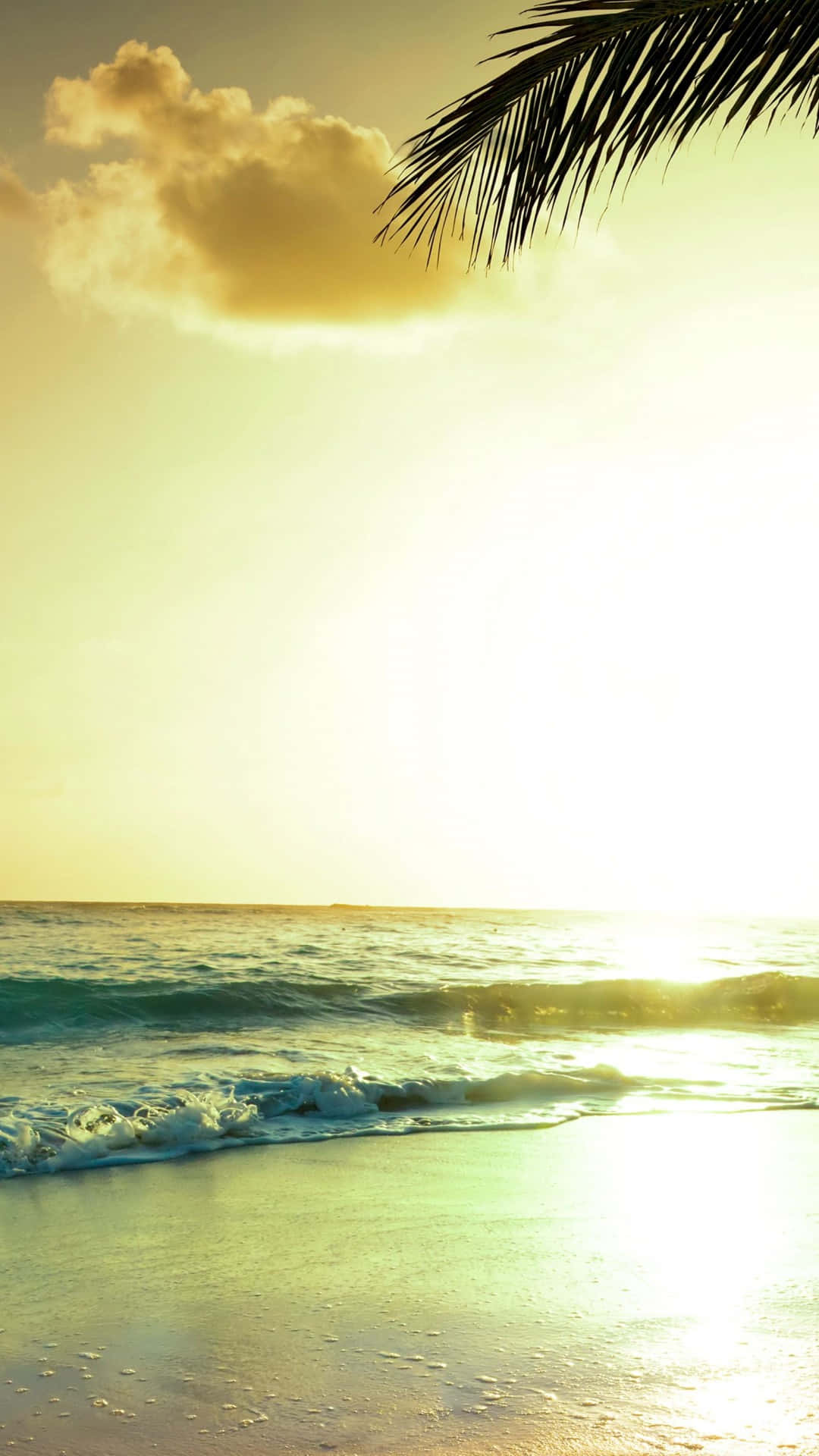 palm tree, beach, golden sunset, Full HD Phone Wallpaper