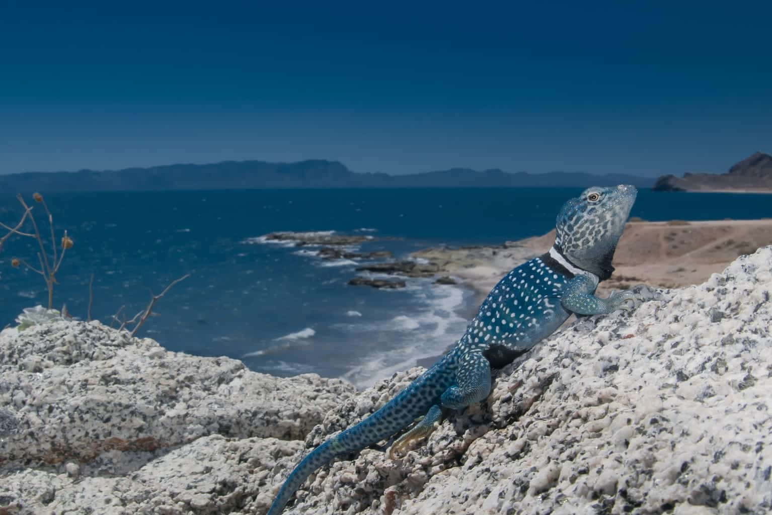 blue-spotted lizard, sunlit rocks, deep blue ocean, HD Desktop Wallpaper