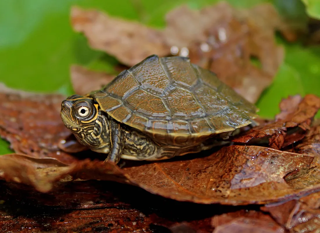 Cute Turtle