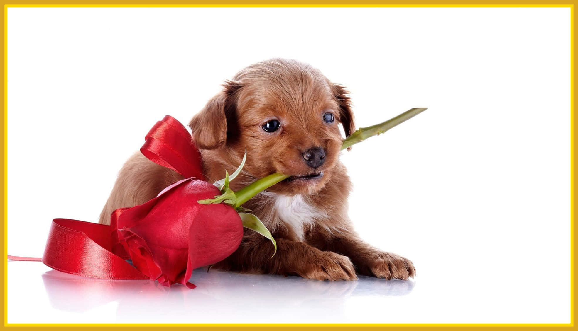 puppy, red rose, red ribbon, Full HD Desktop Wallpaper
