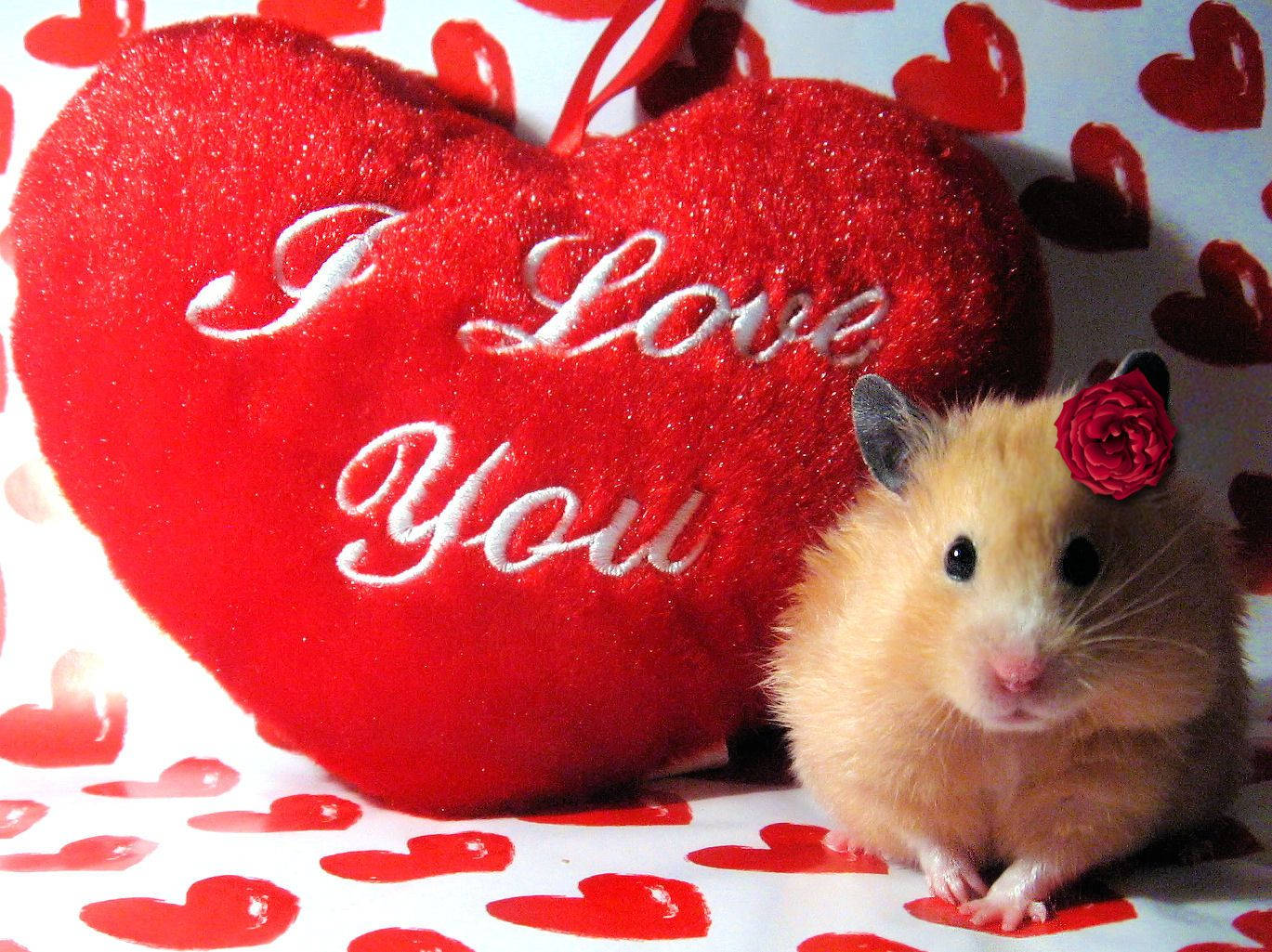 fluffy hamster, red rose headband, glittery red heart pillow, HD Desktop Wallpaper