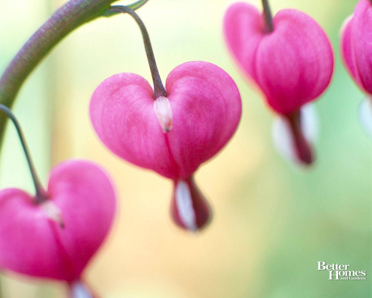 Cute Valentine's Day, bleeding heart flower, pink, HD Desktop Wallpaper