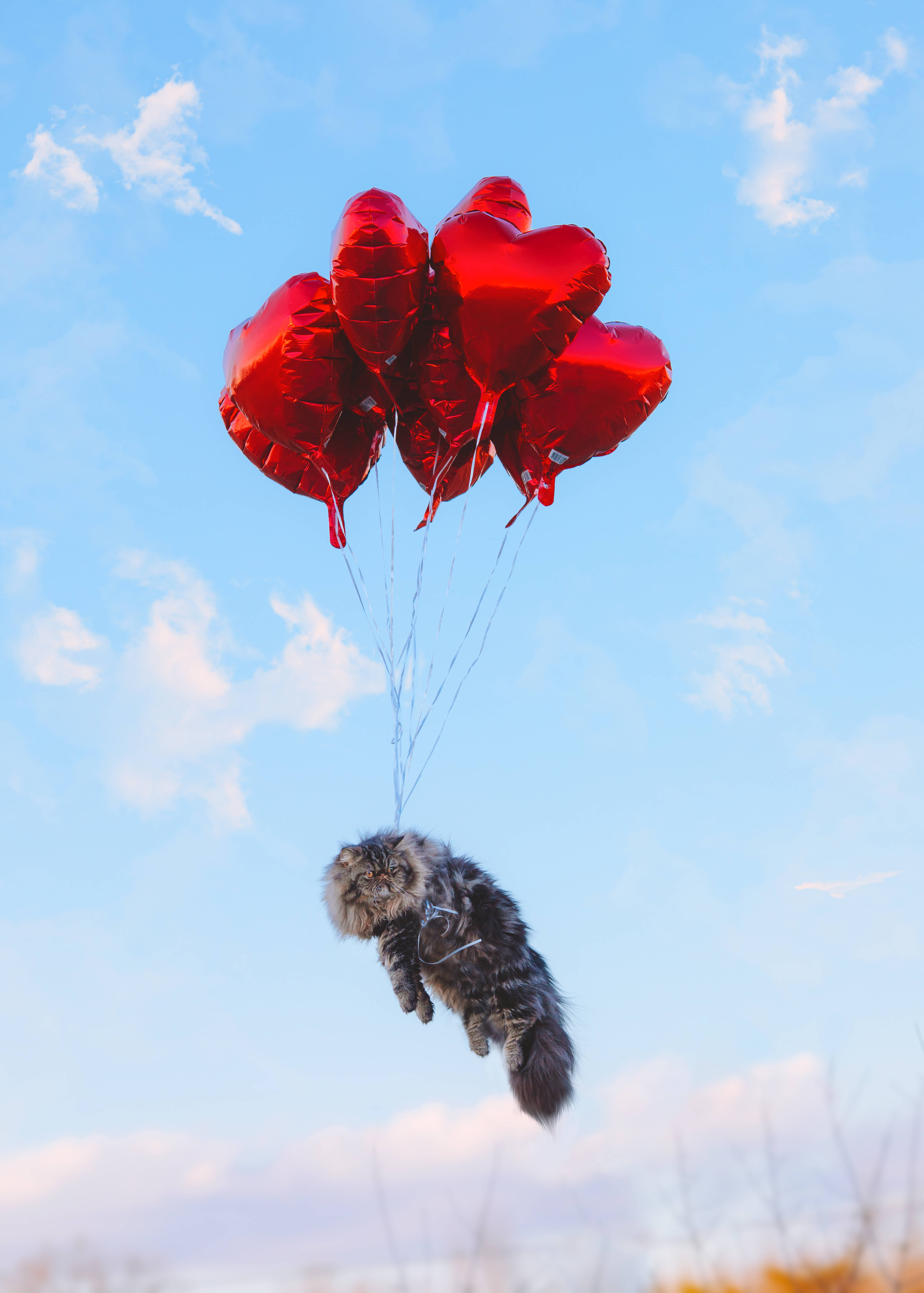 Cute Valentine's Day Cat Balloon, fluffy gray cat, shiny red heart-shaped balloons, 5K Phone Wallpaper