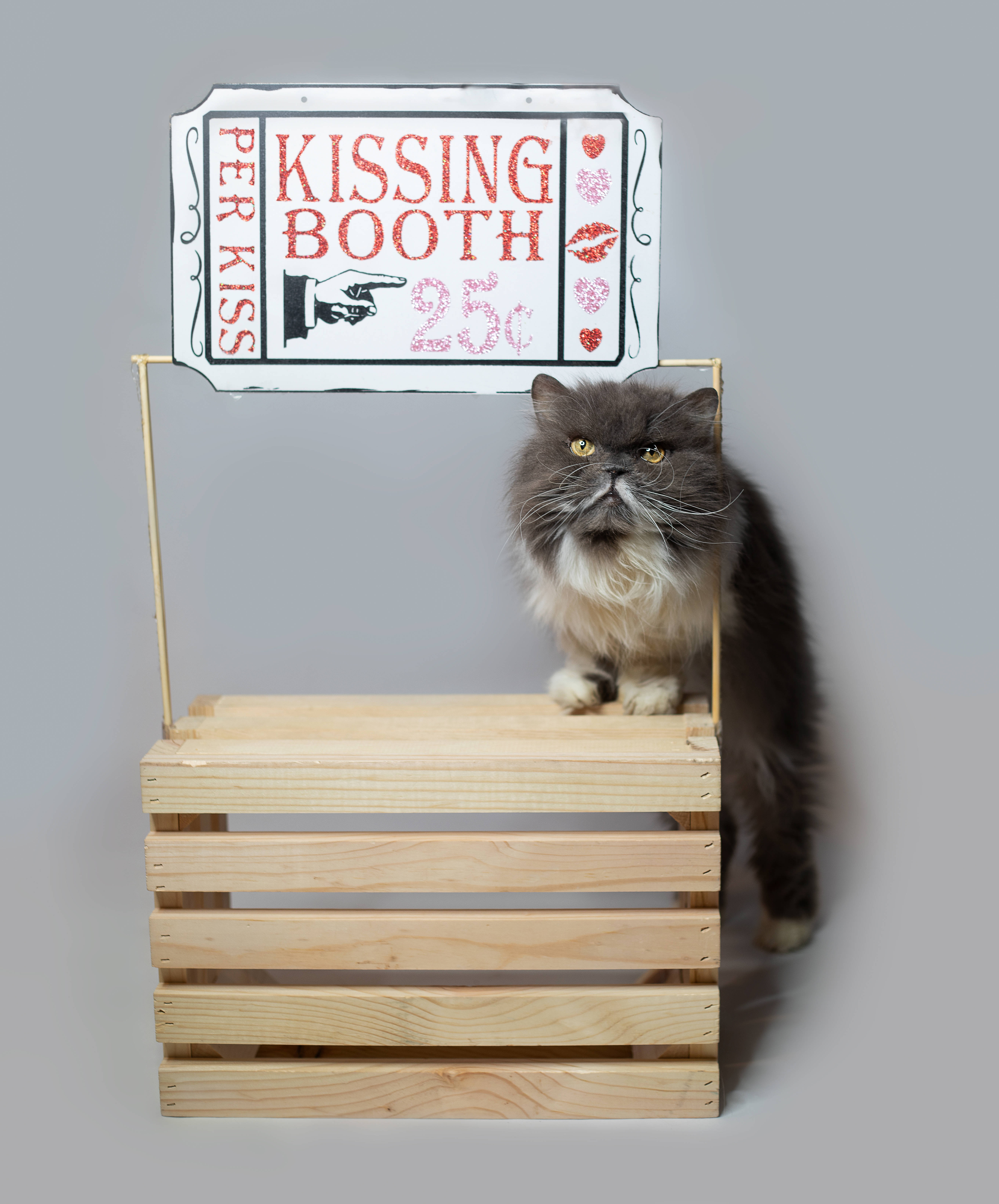 Cute Valentine's Day Kiss Sign, fluffy gray cat, yellow eyes, 5K Phone Wallpaper