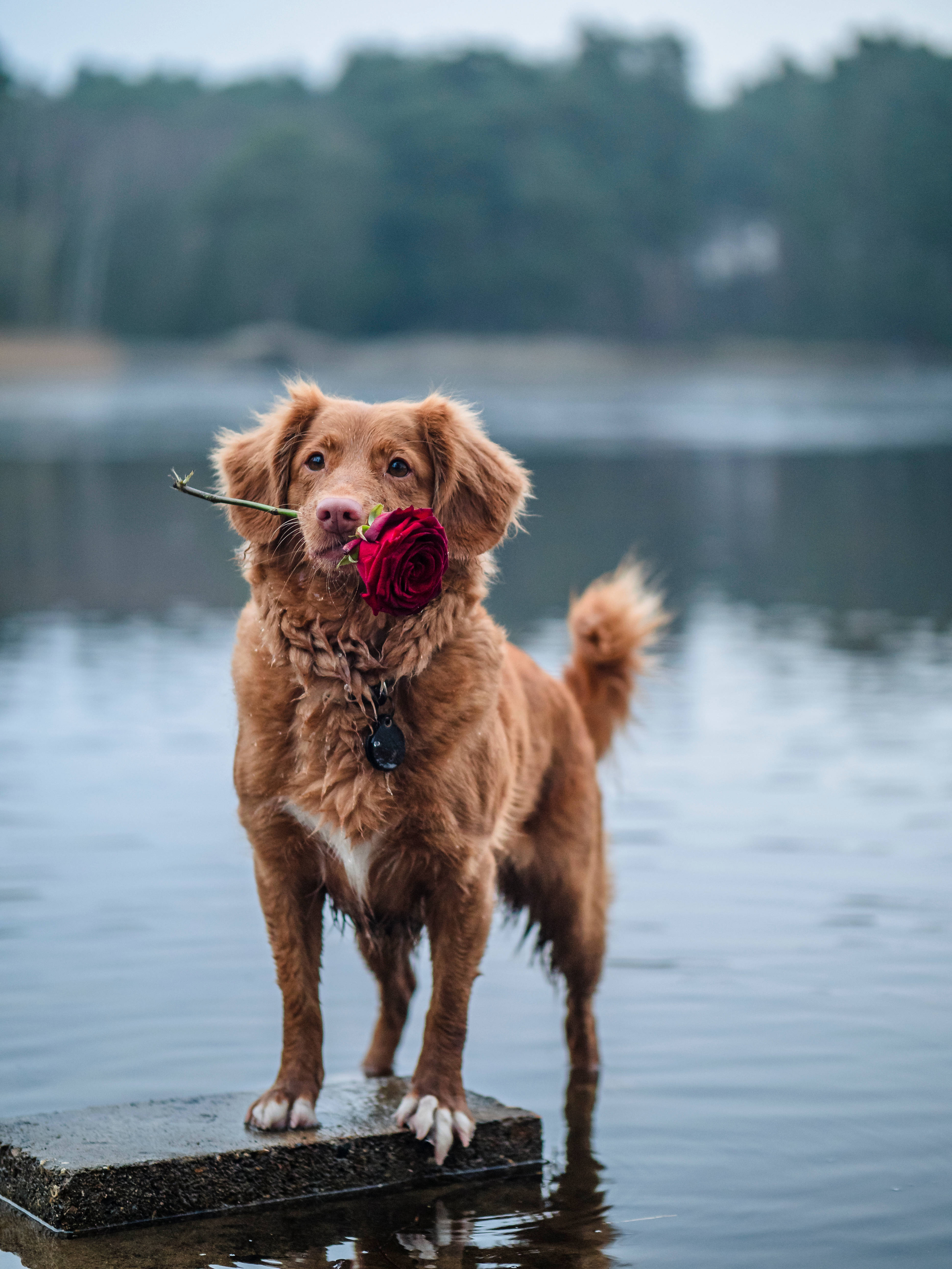 Cute Valentine's Day Dog Rose, wet brown dog, red rose, 5K Phone Wallpaper