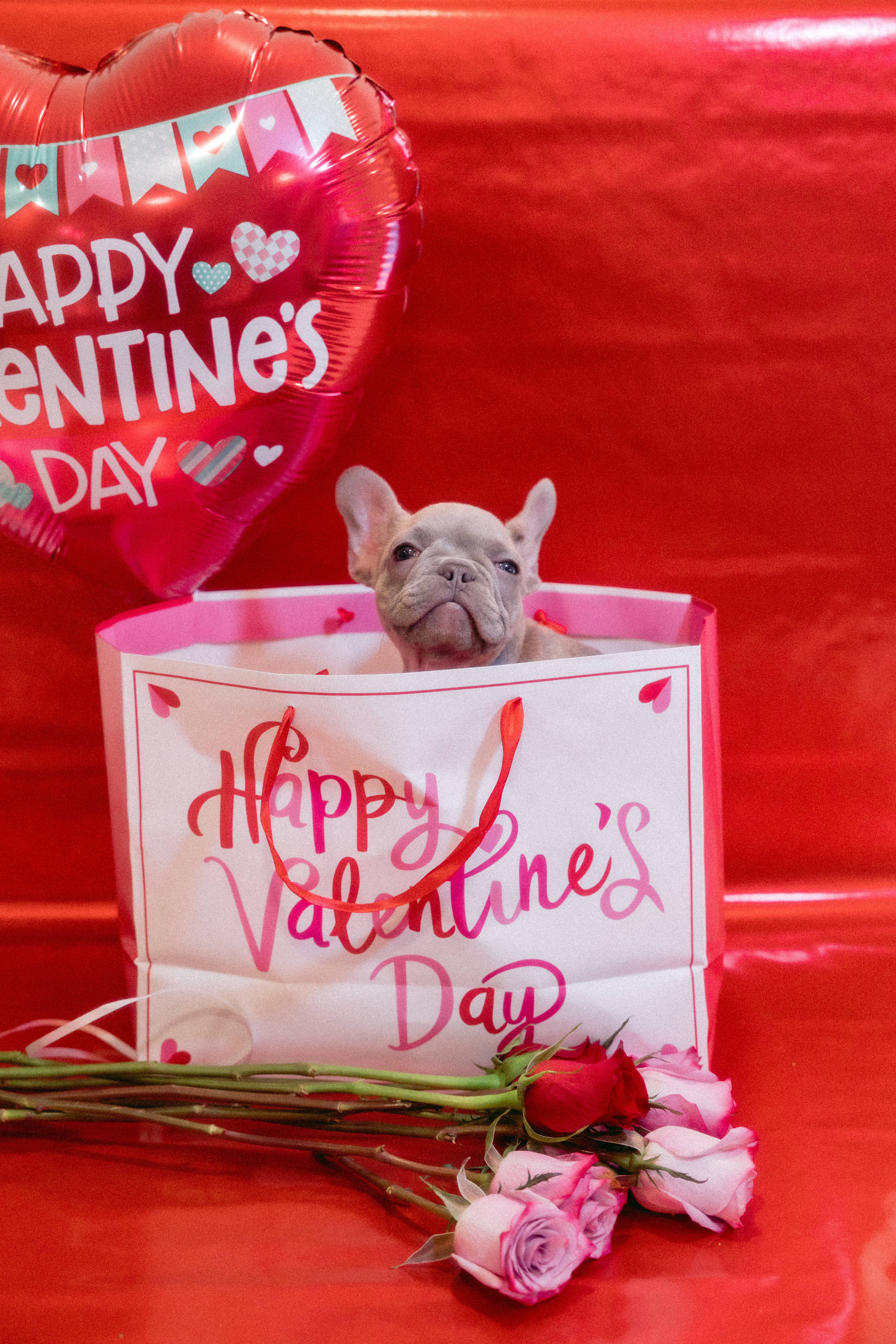 French bulldog puppy, Valentine's Day gift bag, red and pink roses, 5K Phone Wallpaper