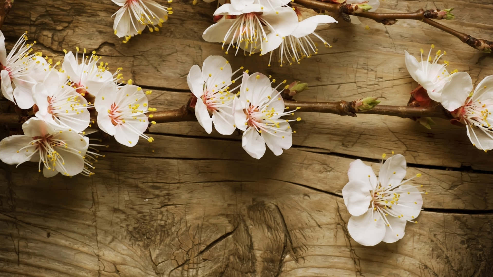 Cute Vintage, white cherry blossoms, yellow stamens, Full HD Desktop Wallpaper