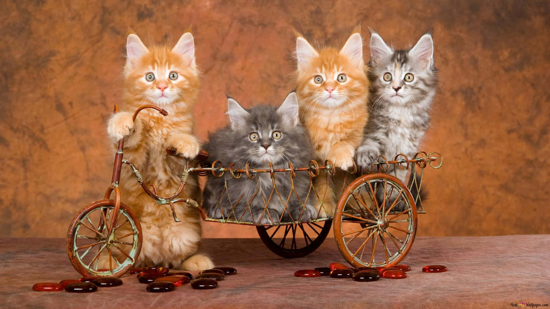 Cute Vintage Four Kittens, fluffy kittens, miniature bicycle cart, Full HD Desktop Wallpaper