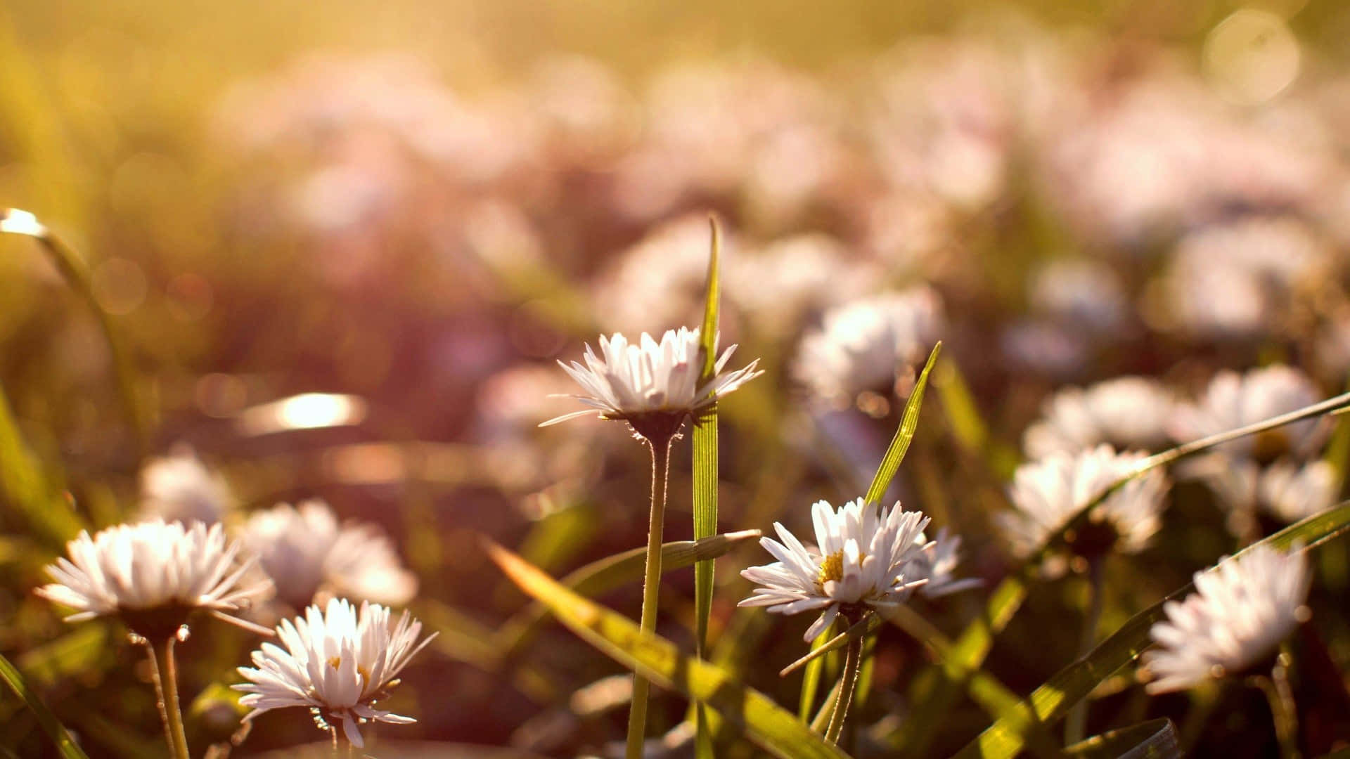 1920 x 1080, white daisies, green stems, Full HD Desktop Wallpaper