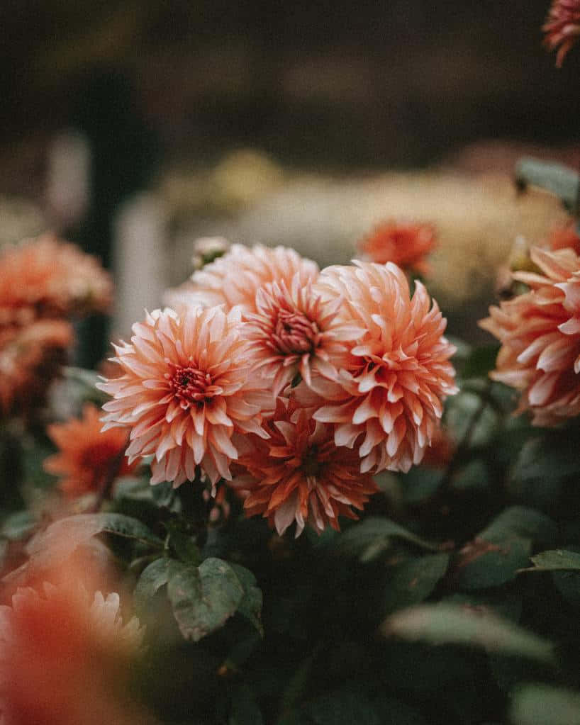 vintage girl aesthetic, peach dahlia, layered petals, SD Phone Wallpaper
