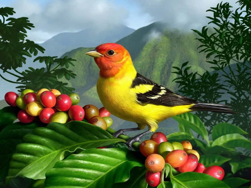 Cute Western Bird, vibrant yellow bird, red head, SD Desktop Wallpaper