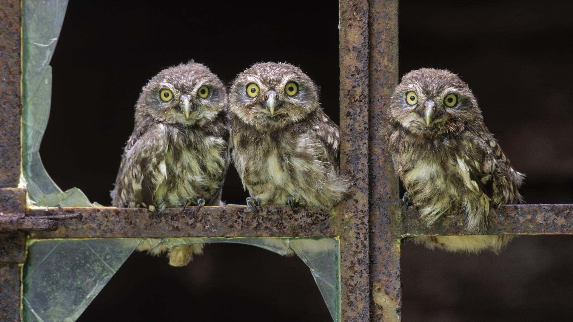 Cute Western, owls, rusty metal frame, Full HD Desktop Wallpaper