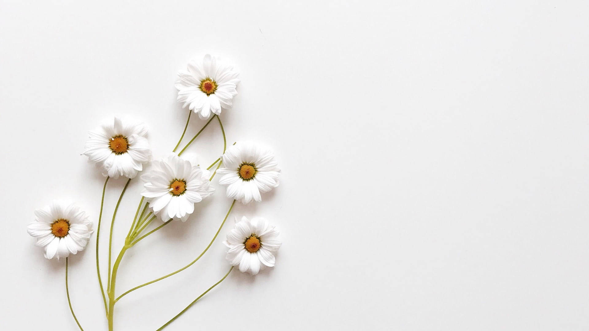 common daisy, white daisies, yellow centers, Full HD Desktop Wallpaper
