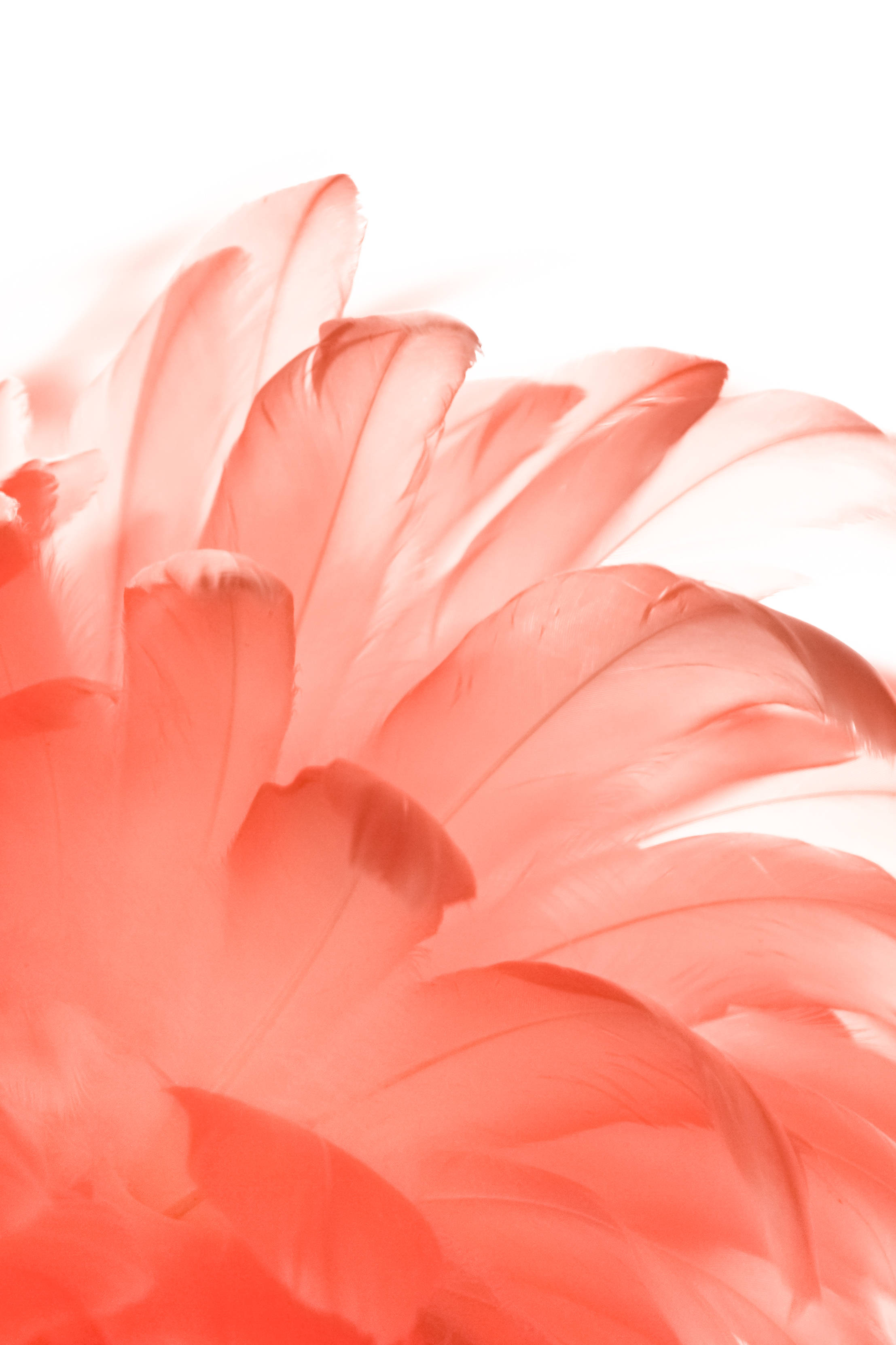 white aesthetic, red feathers, soft coral feathers, 2K Phone Wallpaper