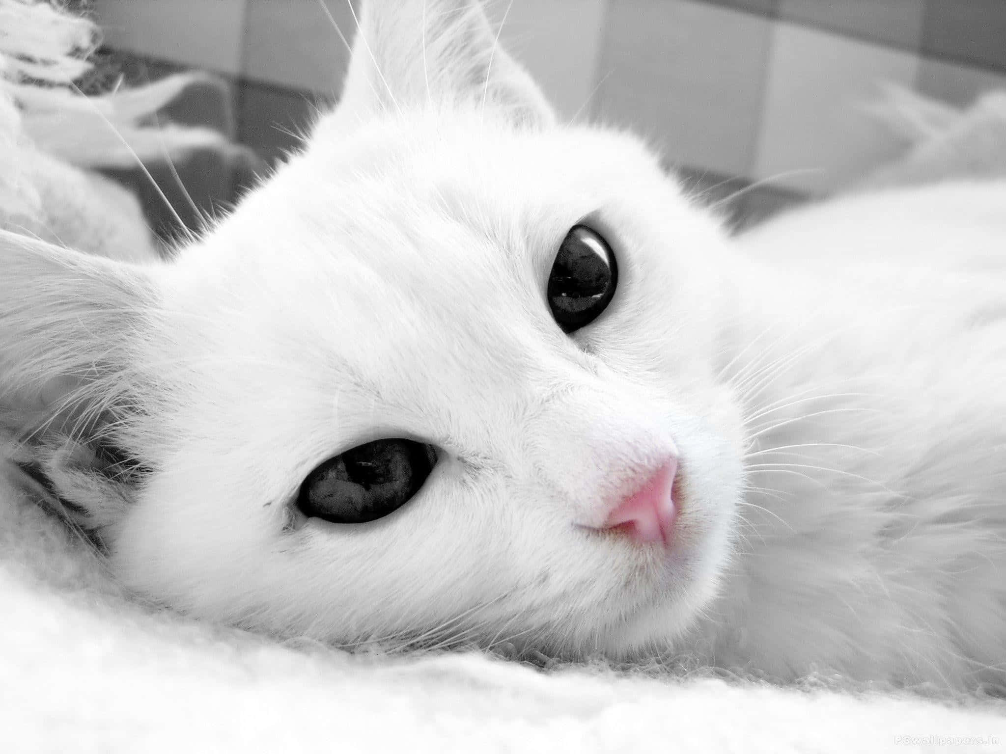 white cat, black eyes, soft textured surface, Full HD Desktop Wallpaper