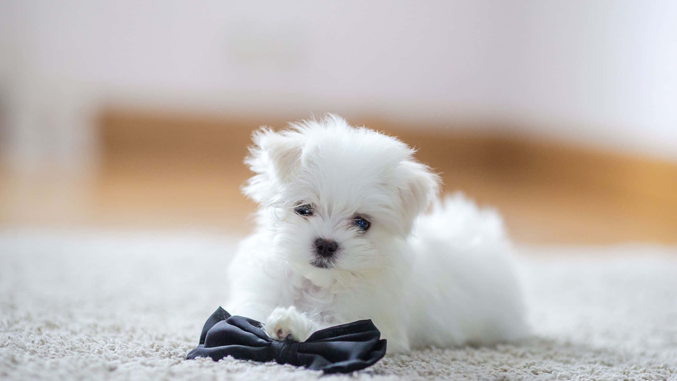 Cute White Puppy, fluffy white puppy, dark eyes, 2K Desktop Wallpaper