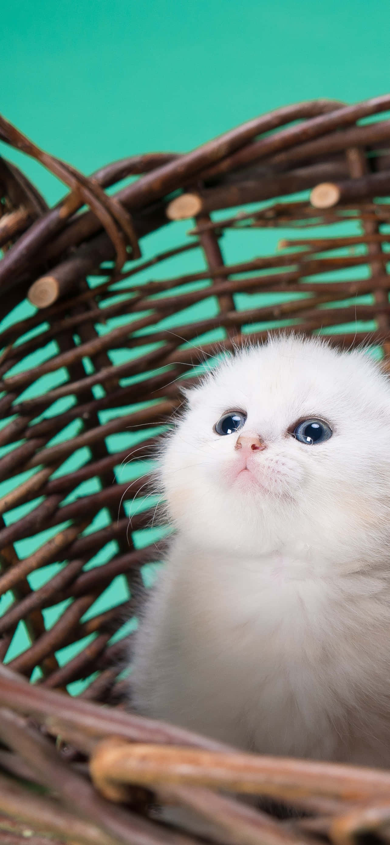 Cute White Kitten, fluffy white kitten, big blue eyes, 2K Phone Wallpaper