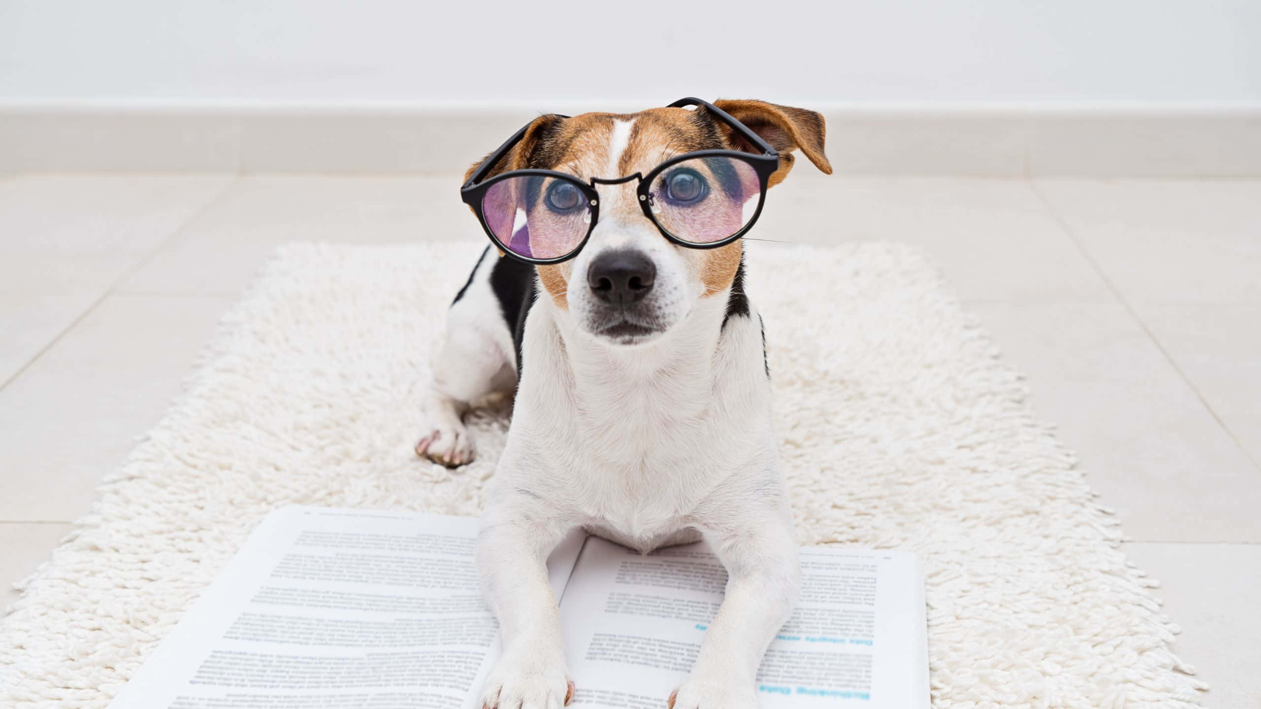 jack russell terrier, oversized glasses, fluffy rug, 2K Desktop Wallpaper