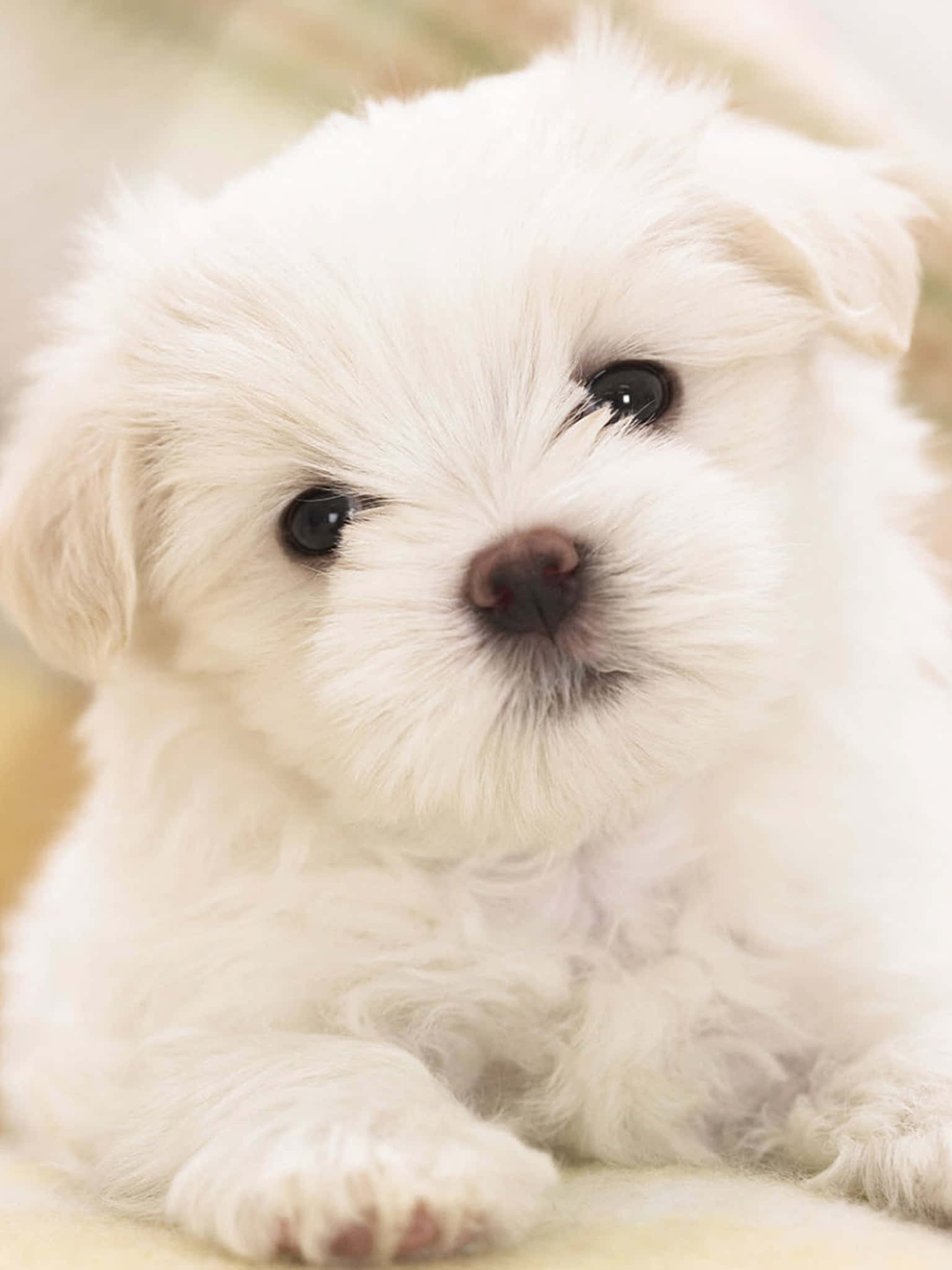 white puppy, yellow blanket, big dark eyes, Full HD Phone Wallpaper