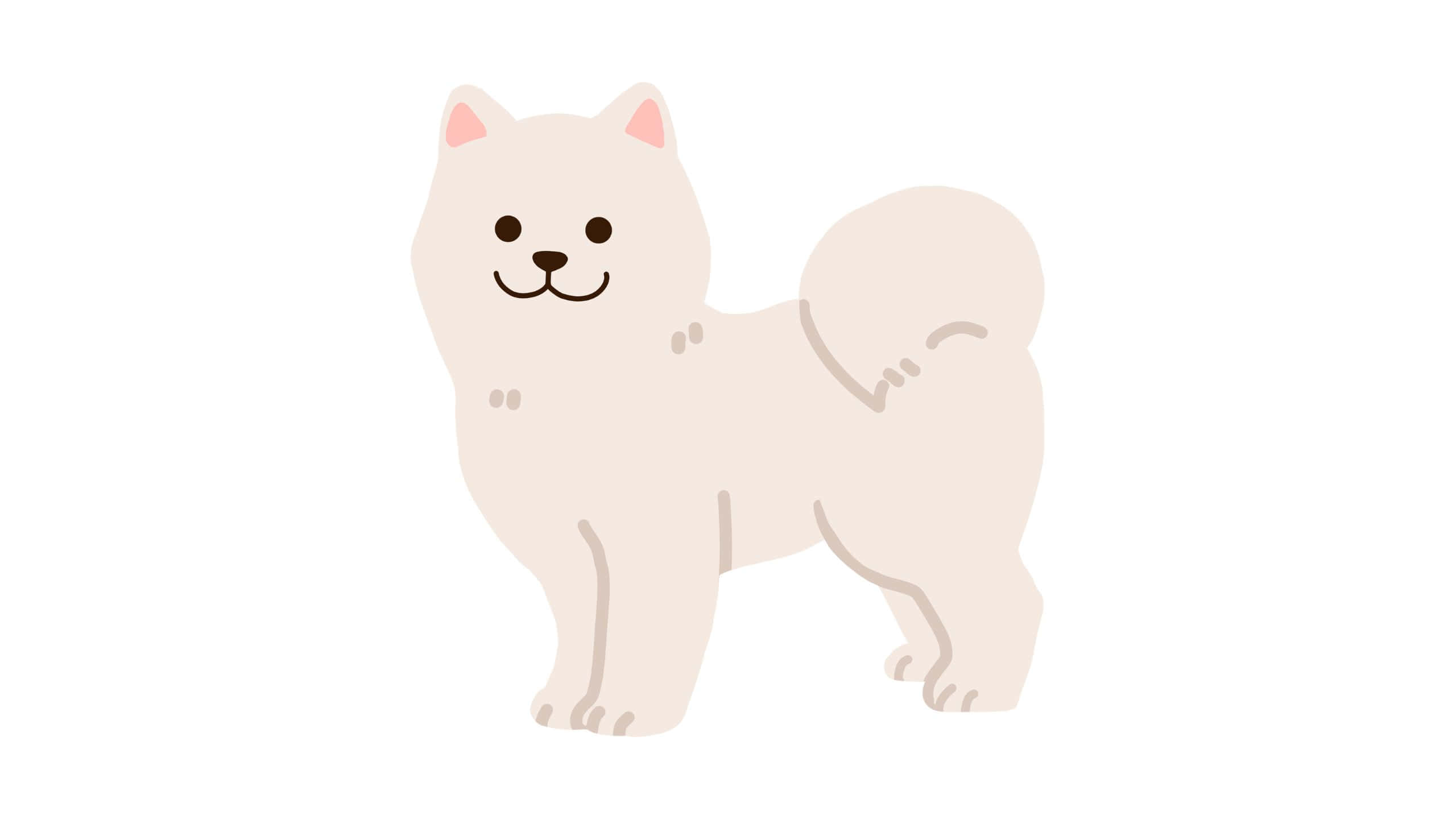 cute white pup, fluffy white dog, pink ears, 2K Desktop Wallpaper