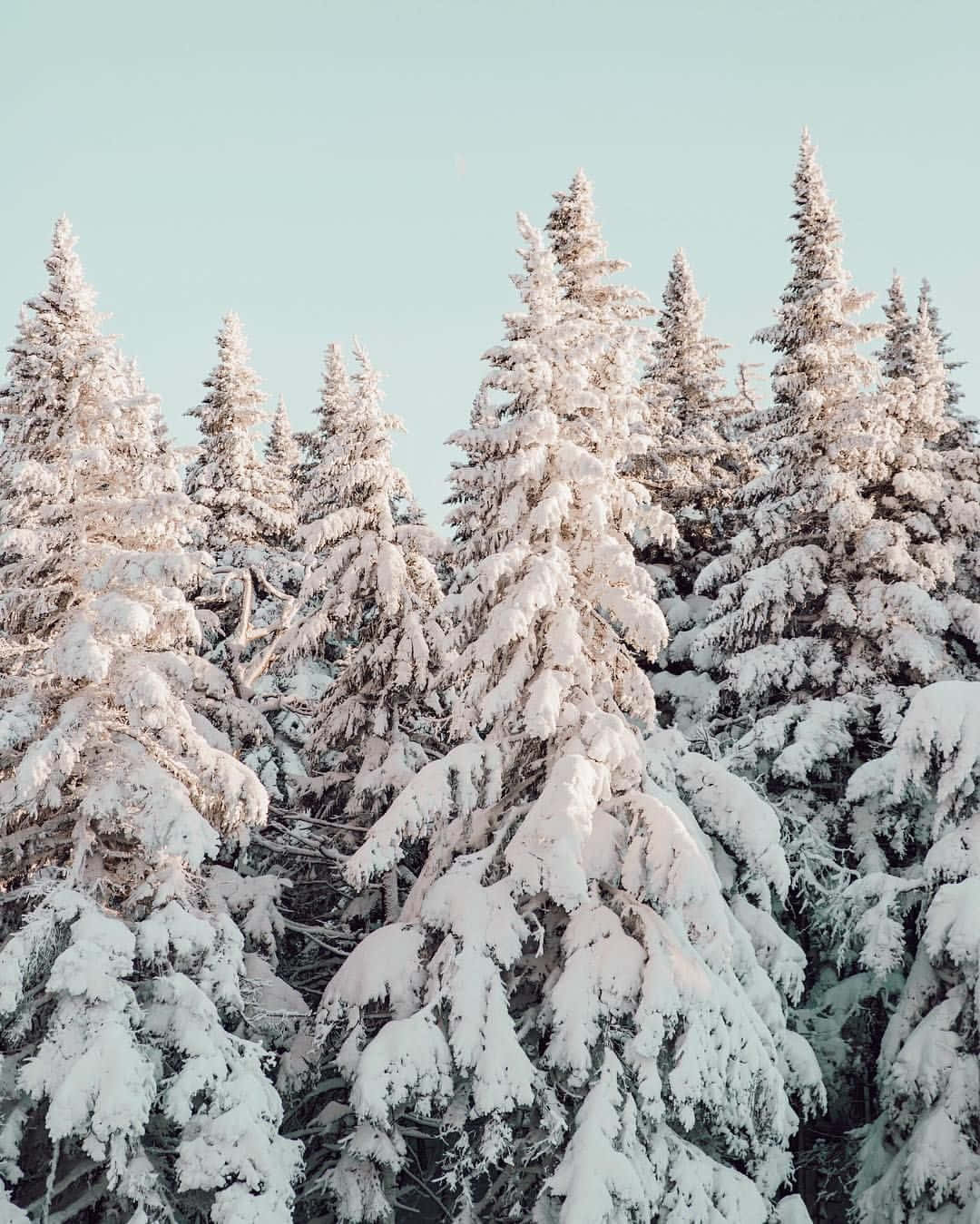 cute winter aesthetic, snow-laden evergreen trees, pale blue winter sky, HD Phone Wallpaper