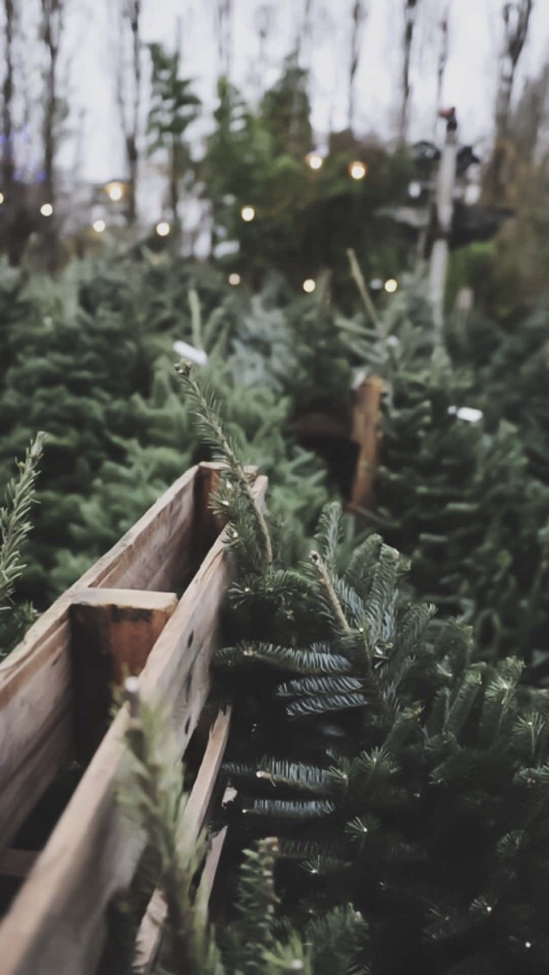 evergreen trees, wooden crates, string lights, Full HD Phone Wallpaper