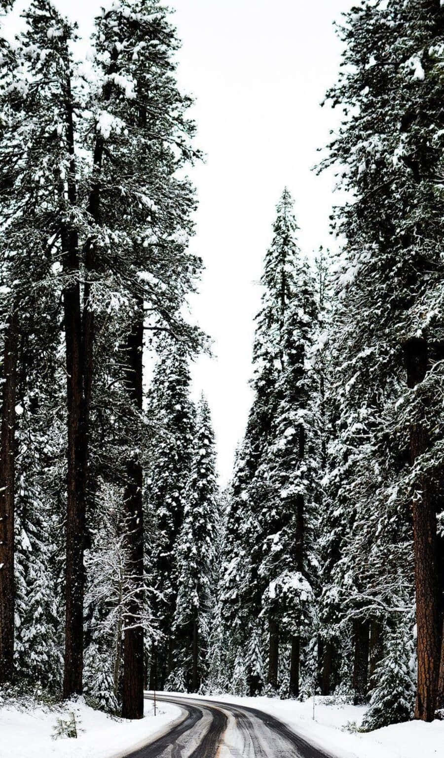 snowy road, towering forest of snow-laden evergreen trees, overcast sky, HD Phone Wallpaper