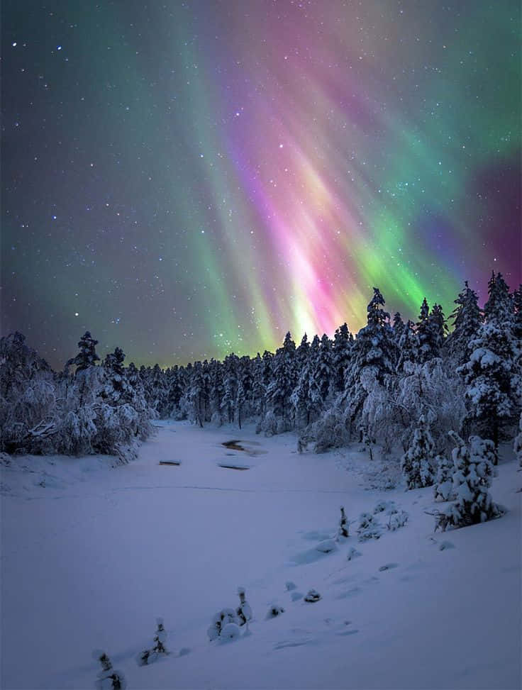 aurora borealis, starry winter sky, snow-covered forest, SD Phone Wallpaper