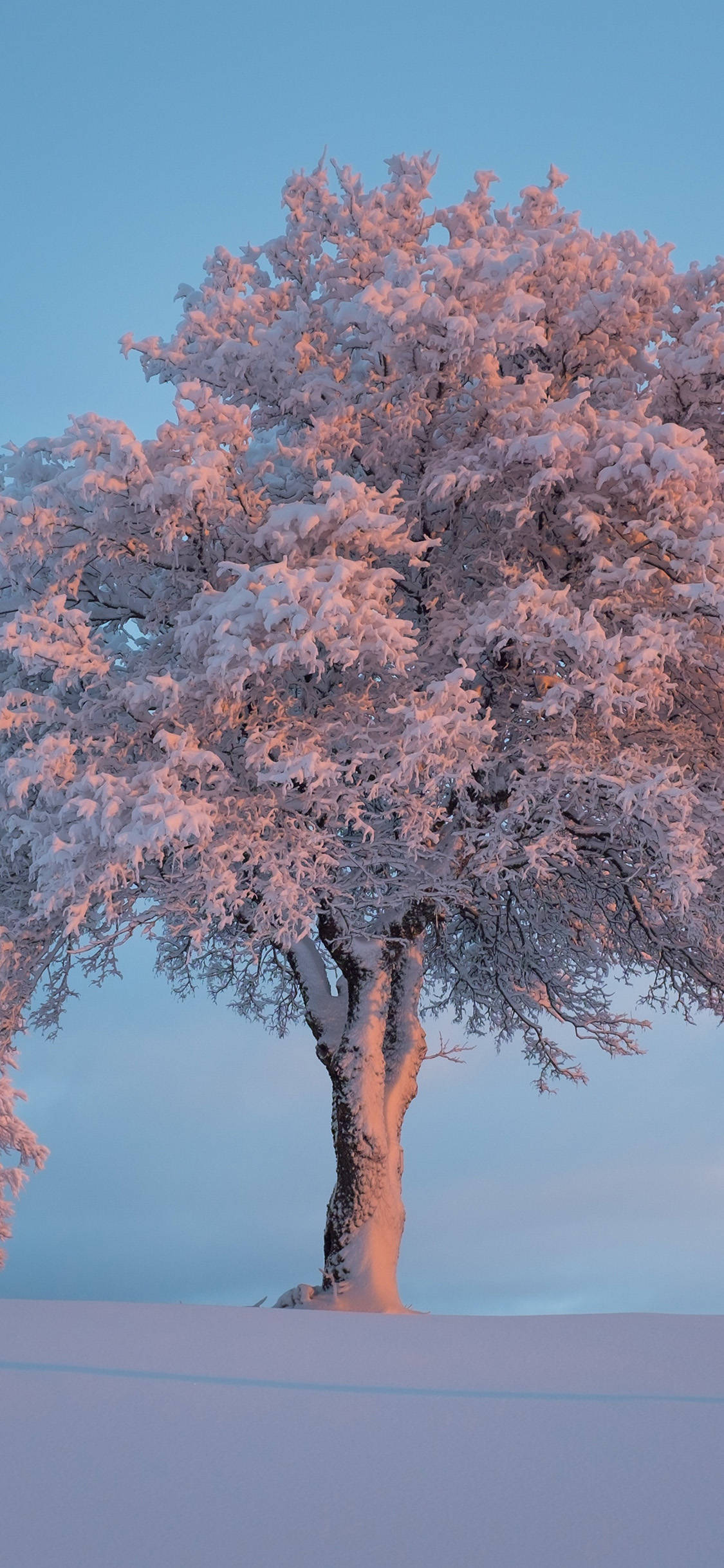 cute winter iphone, snow-covered tree, pinkish light, Full HD Phone Wallpaper